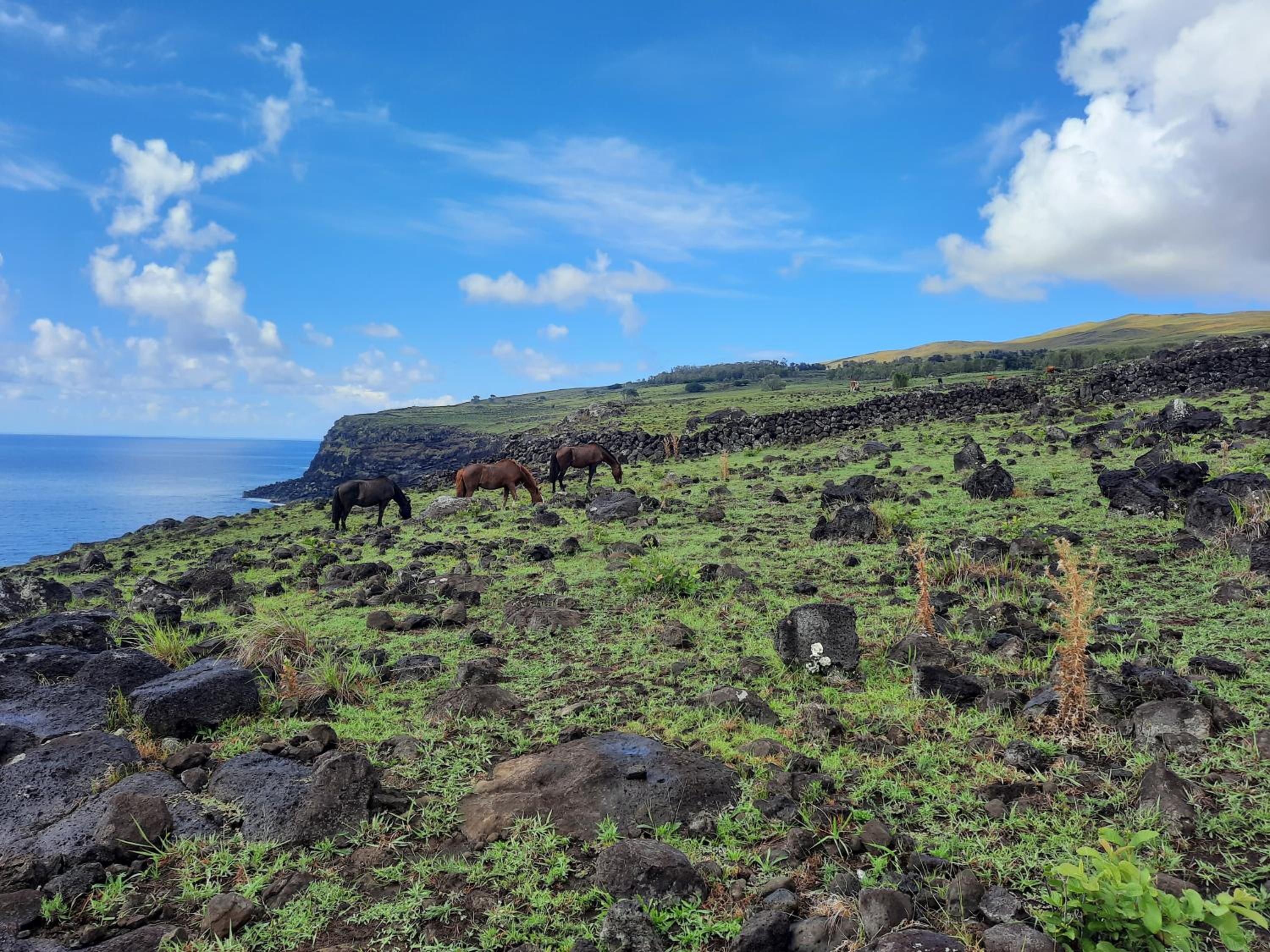 Moehiva Camping Rapa Nui