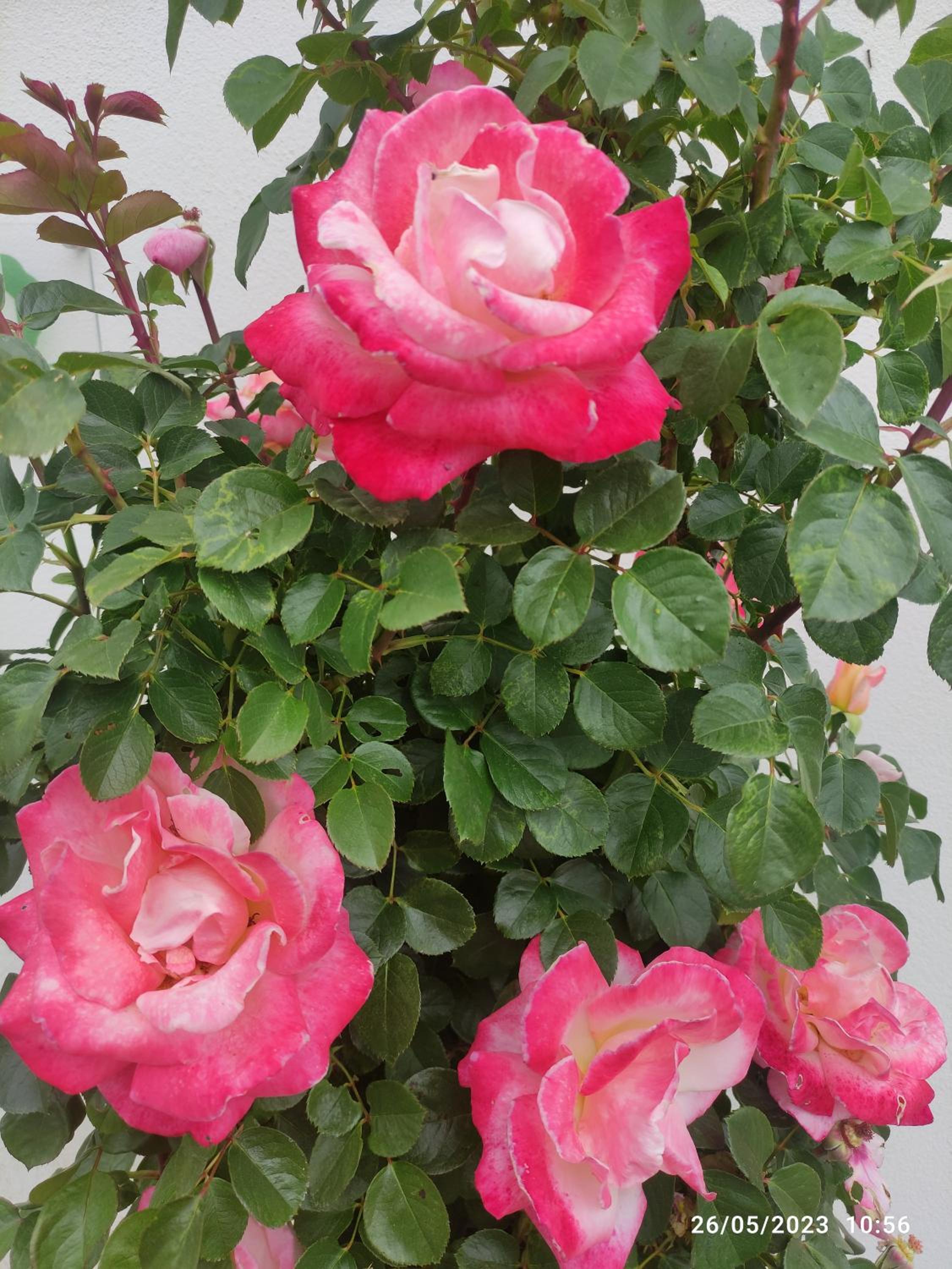 Photo 7