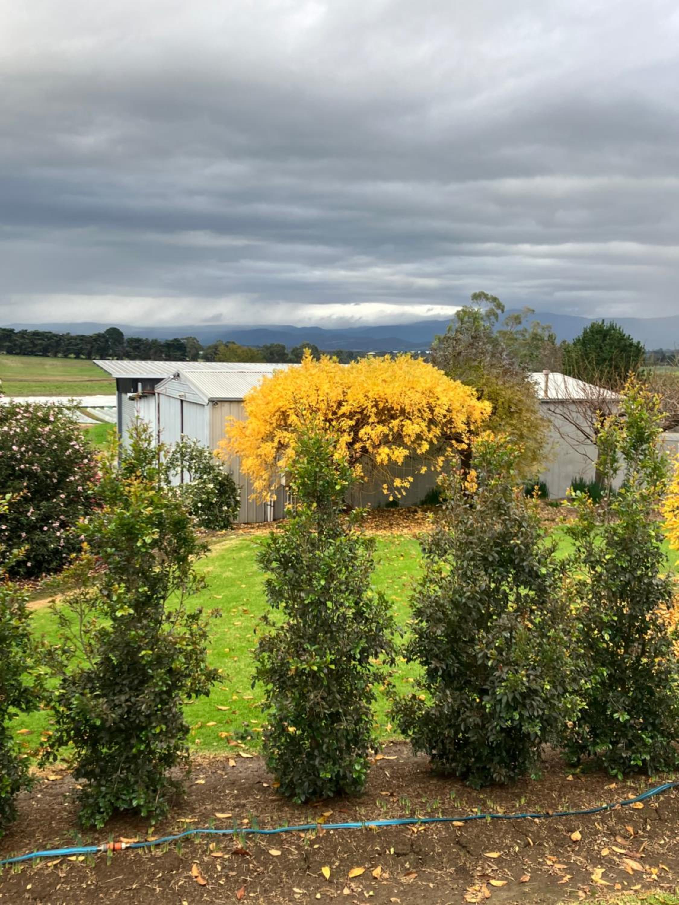 Coldstream Cottage