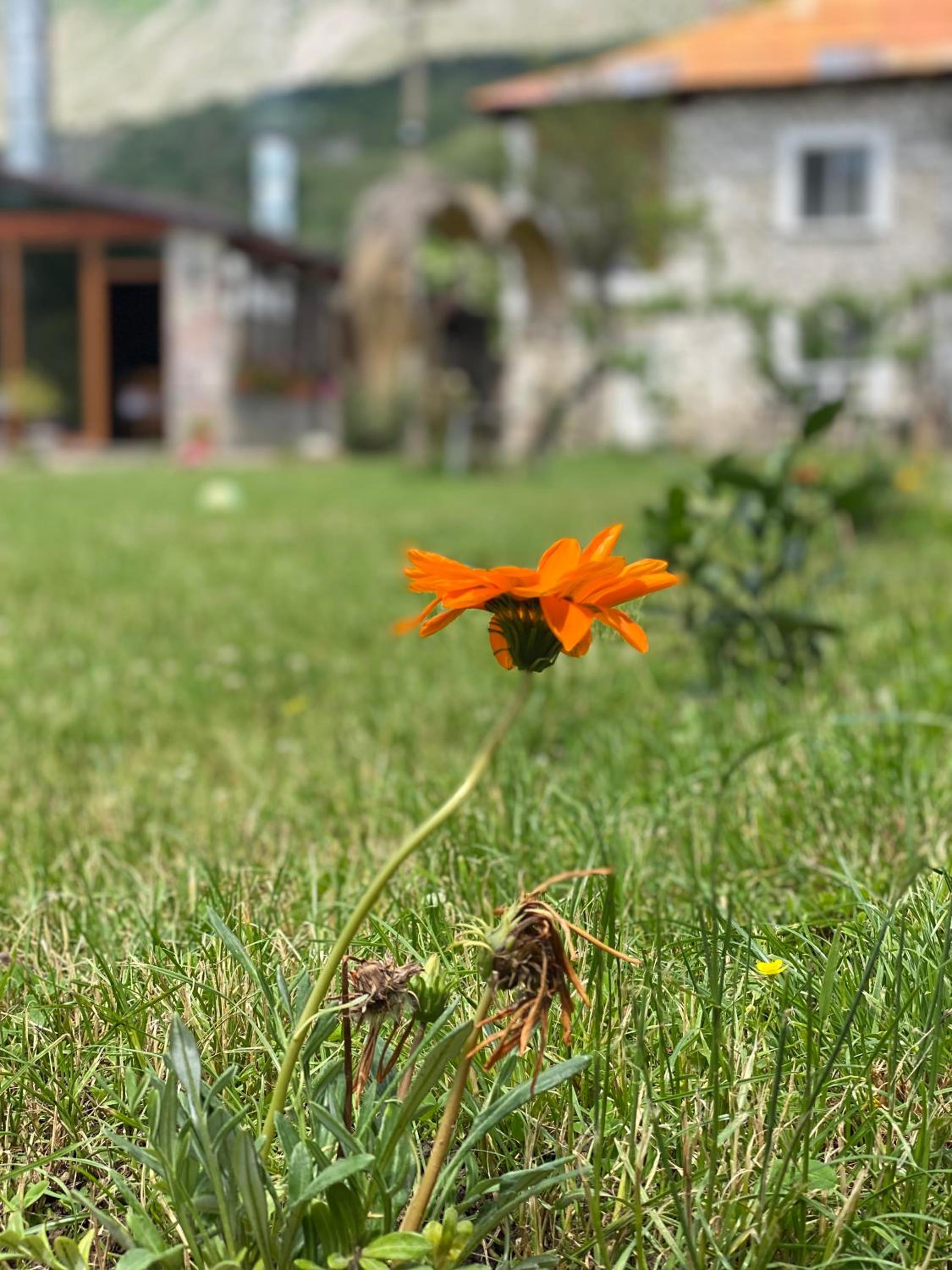 VILA DISHA