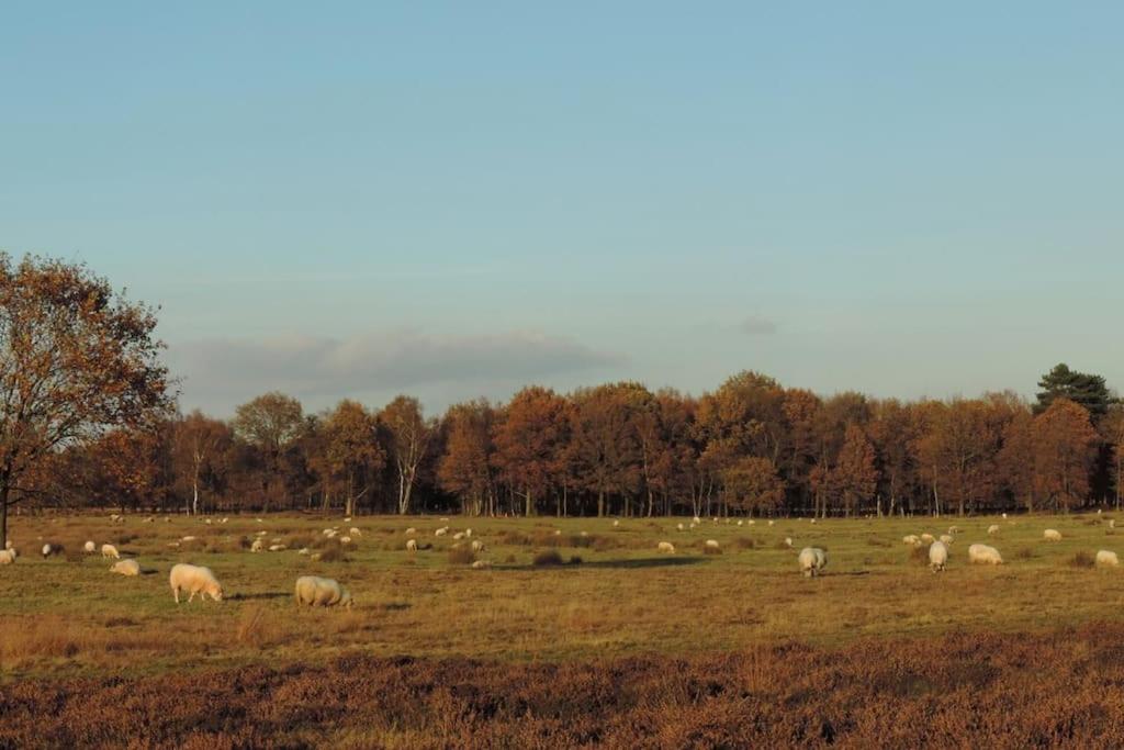Schaapskooi