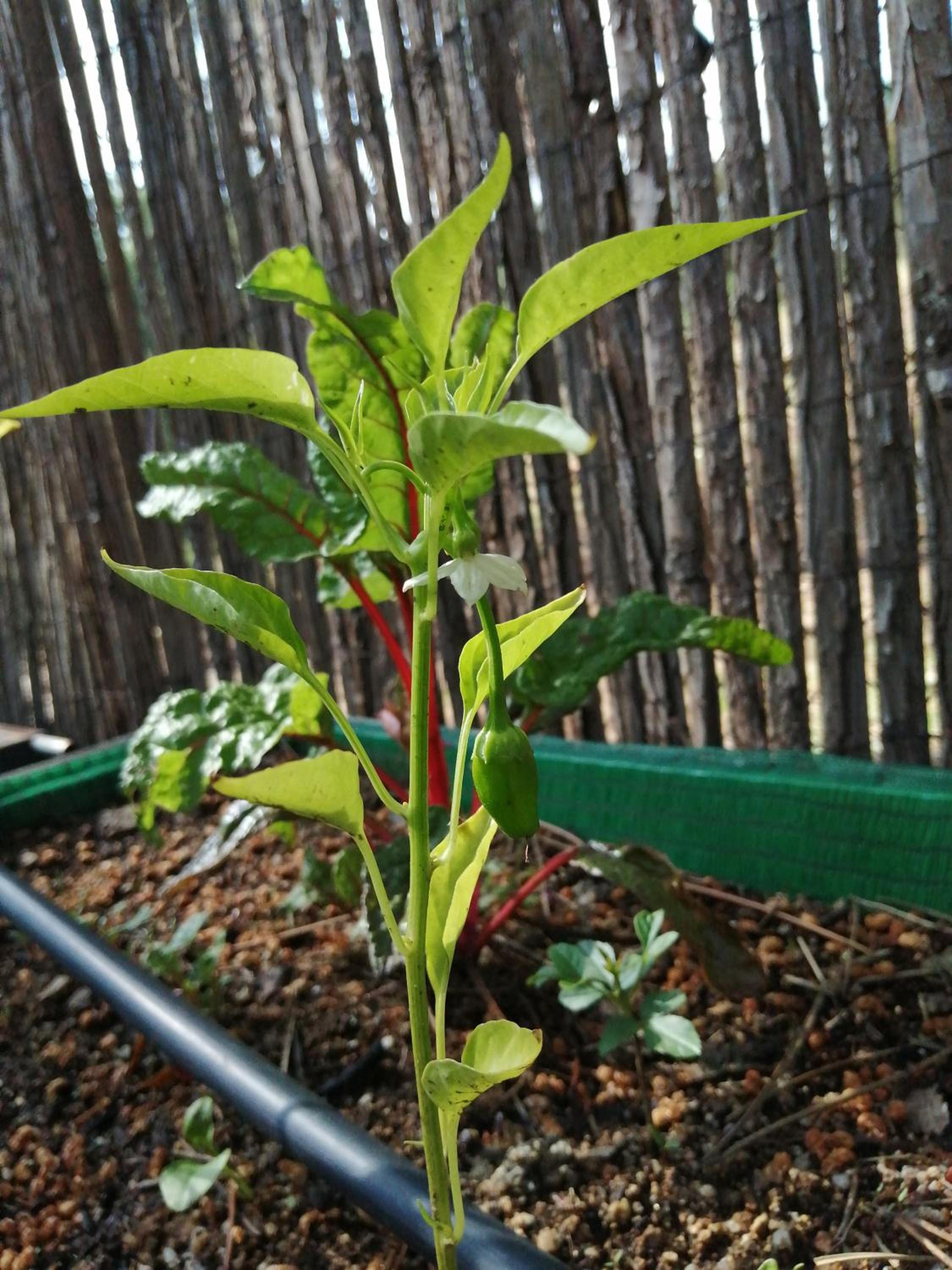 Photo 20