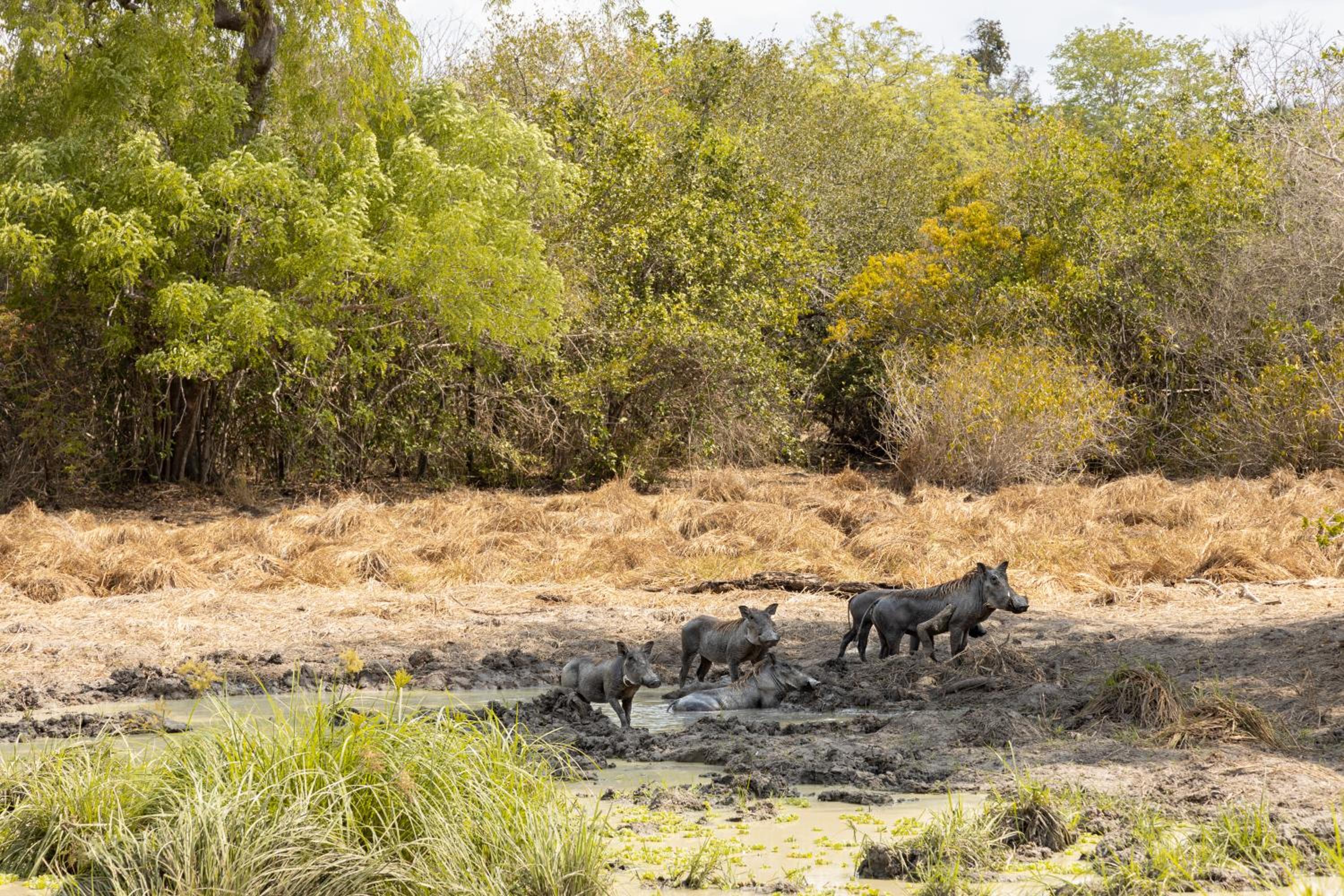 Africa Safari Selous Camping view 5