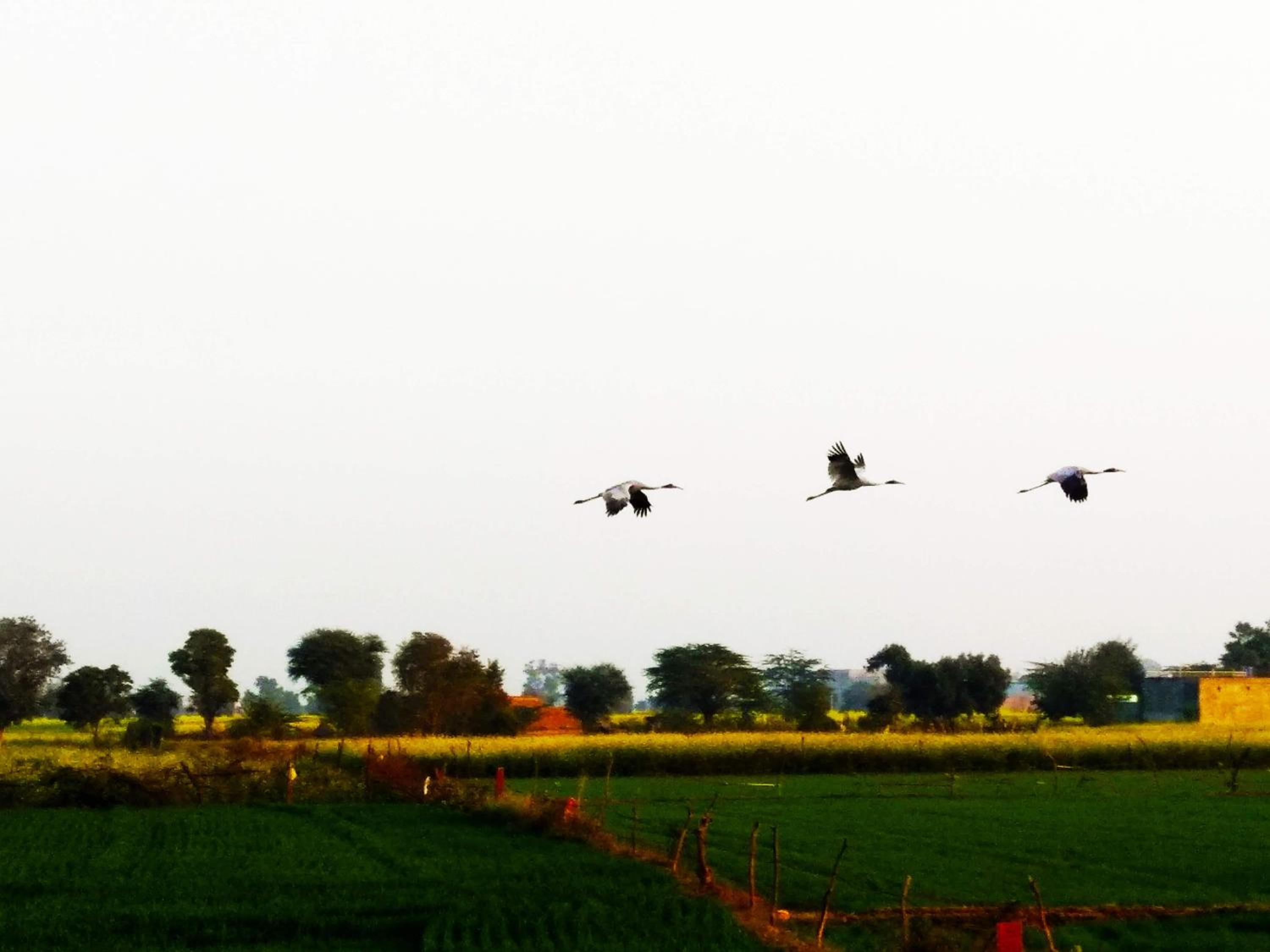 Royal Farm Bharatpur