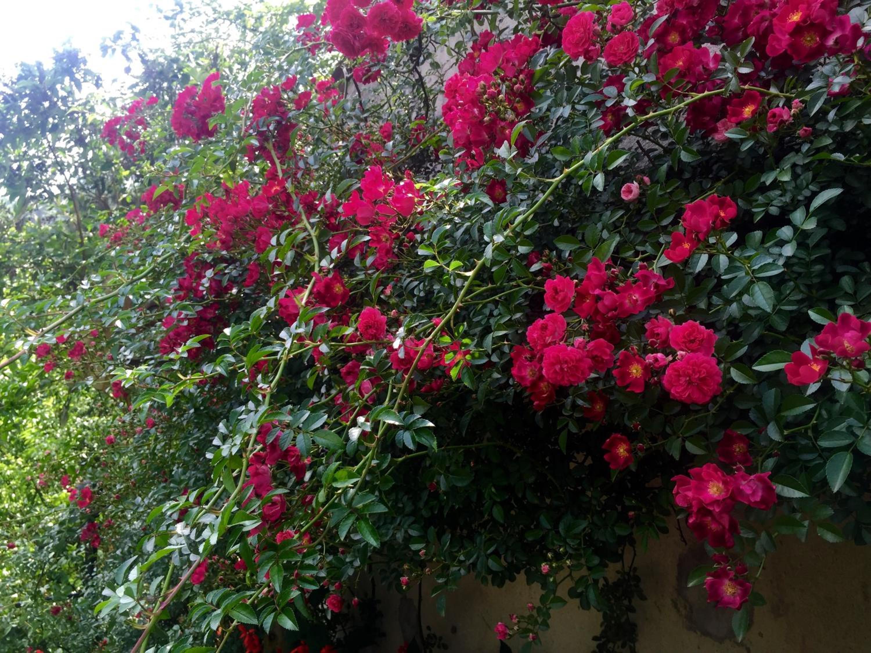 Sapa Garden Bed and Breakfast