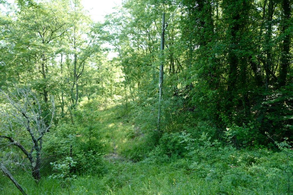 Photo 47