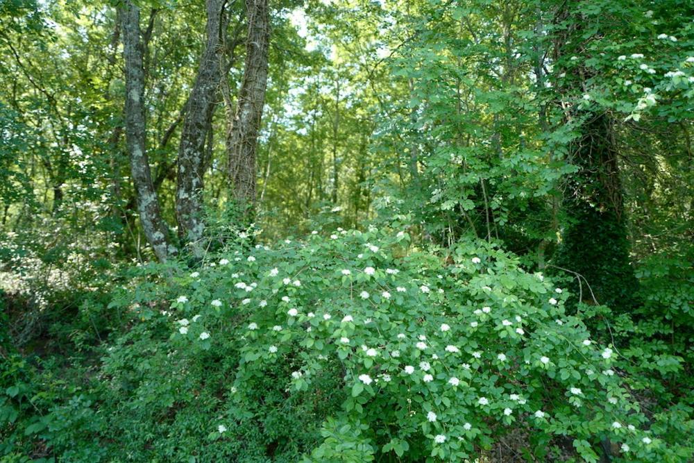 Photo 48