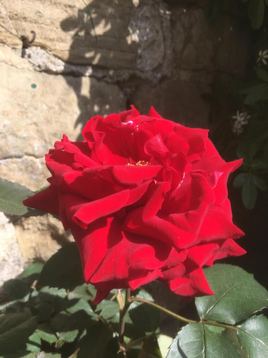 Photo 25