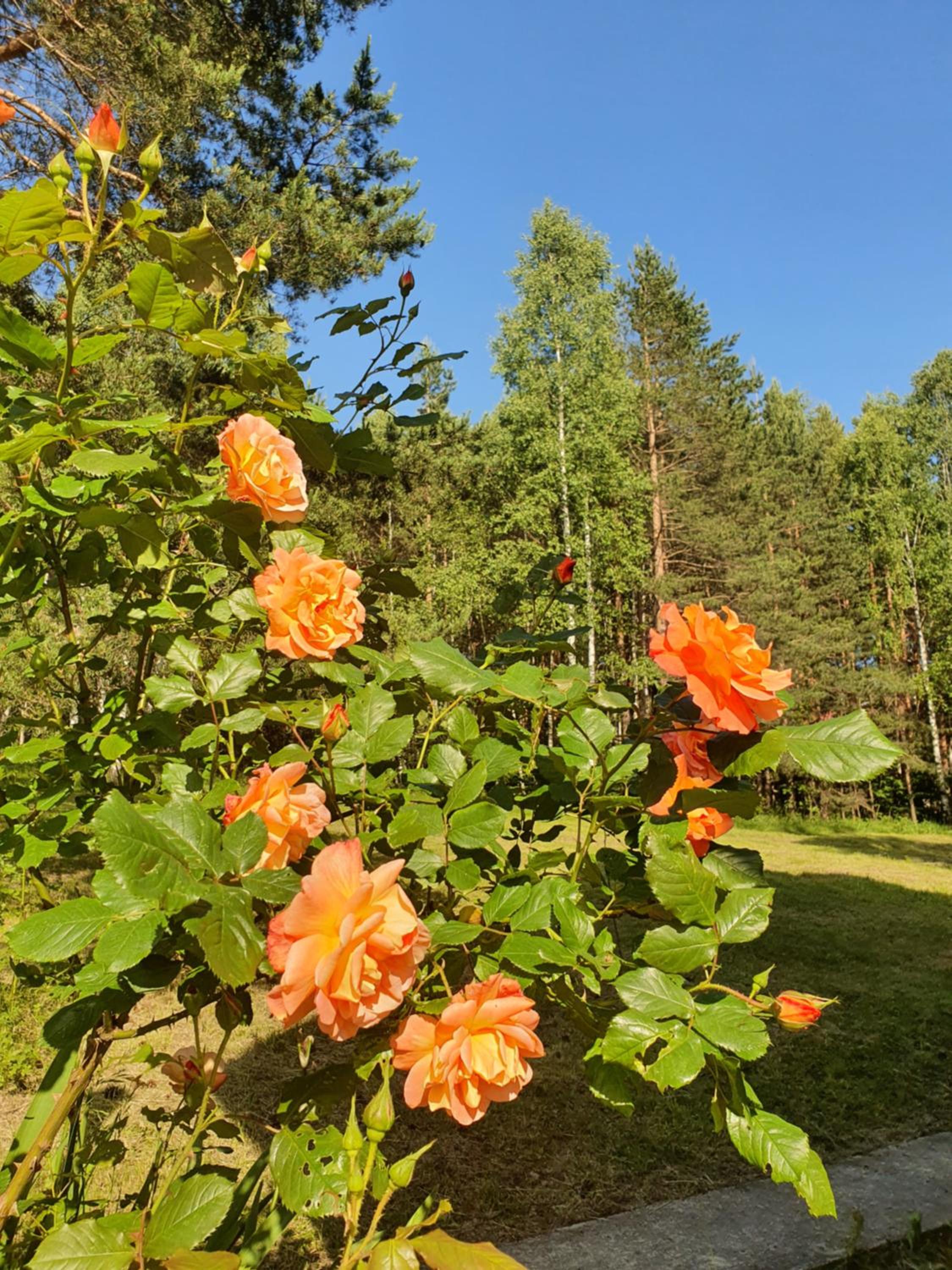 Photo 21