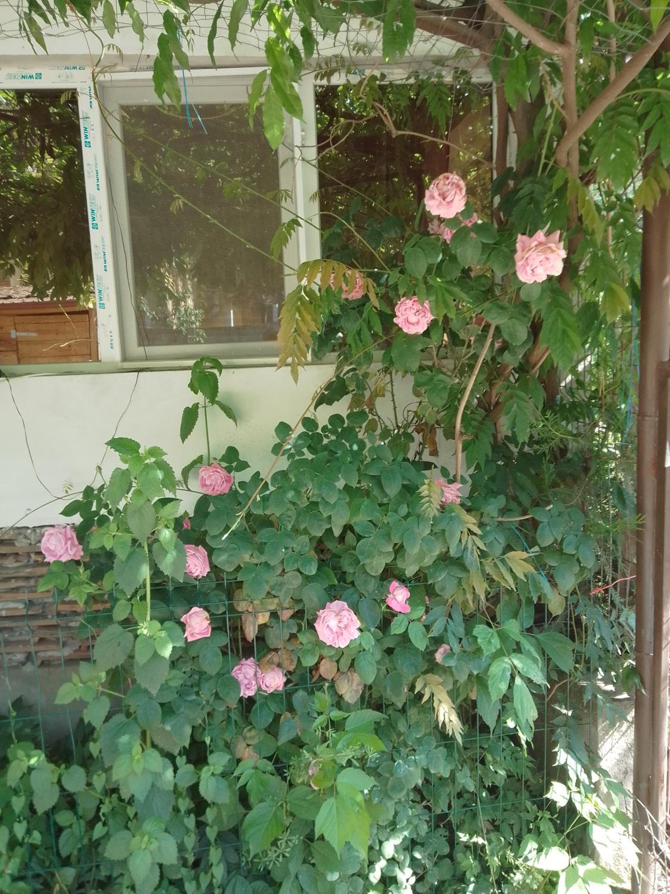 Photo 29