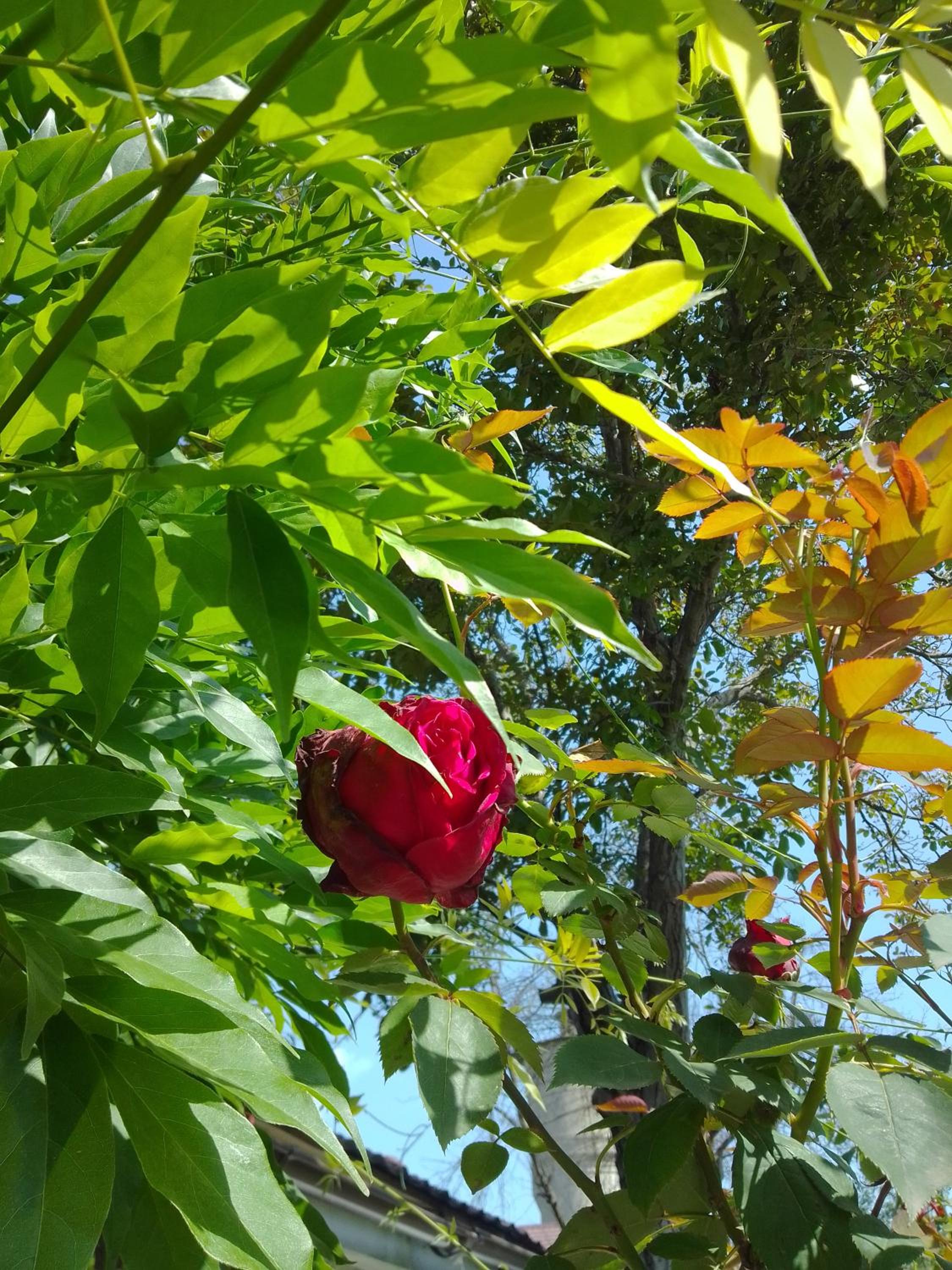 Photo 32