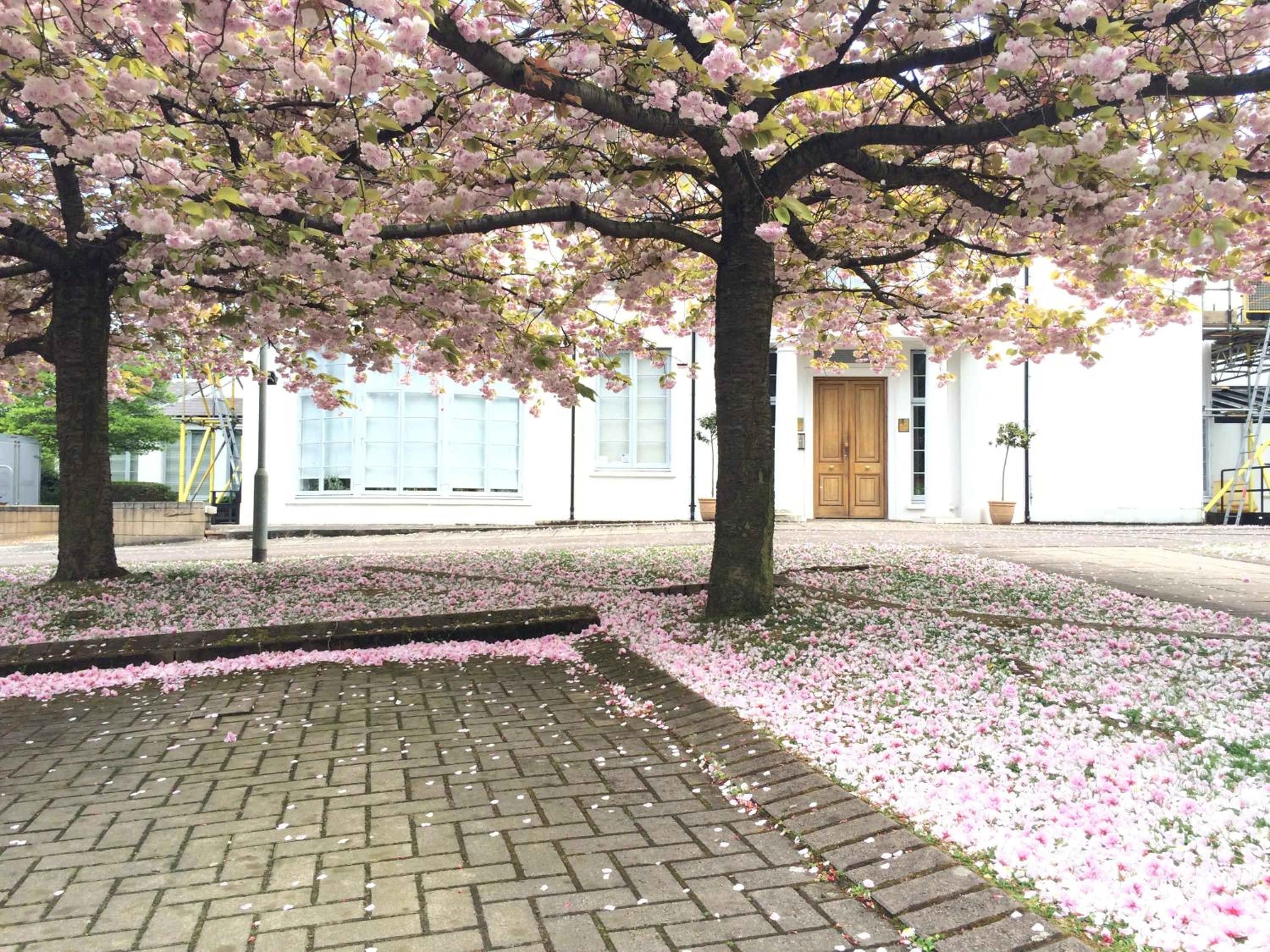 garden