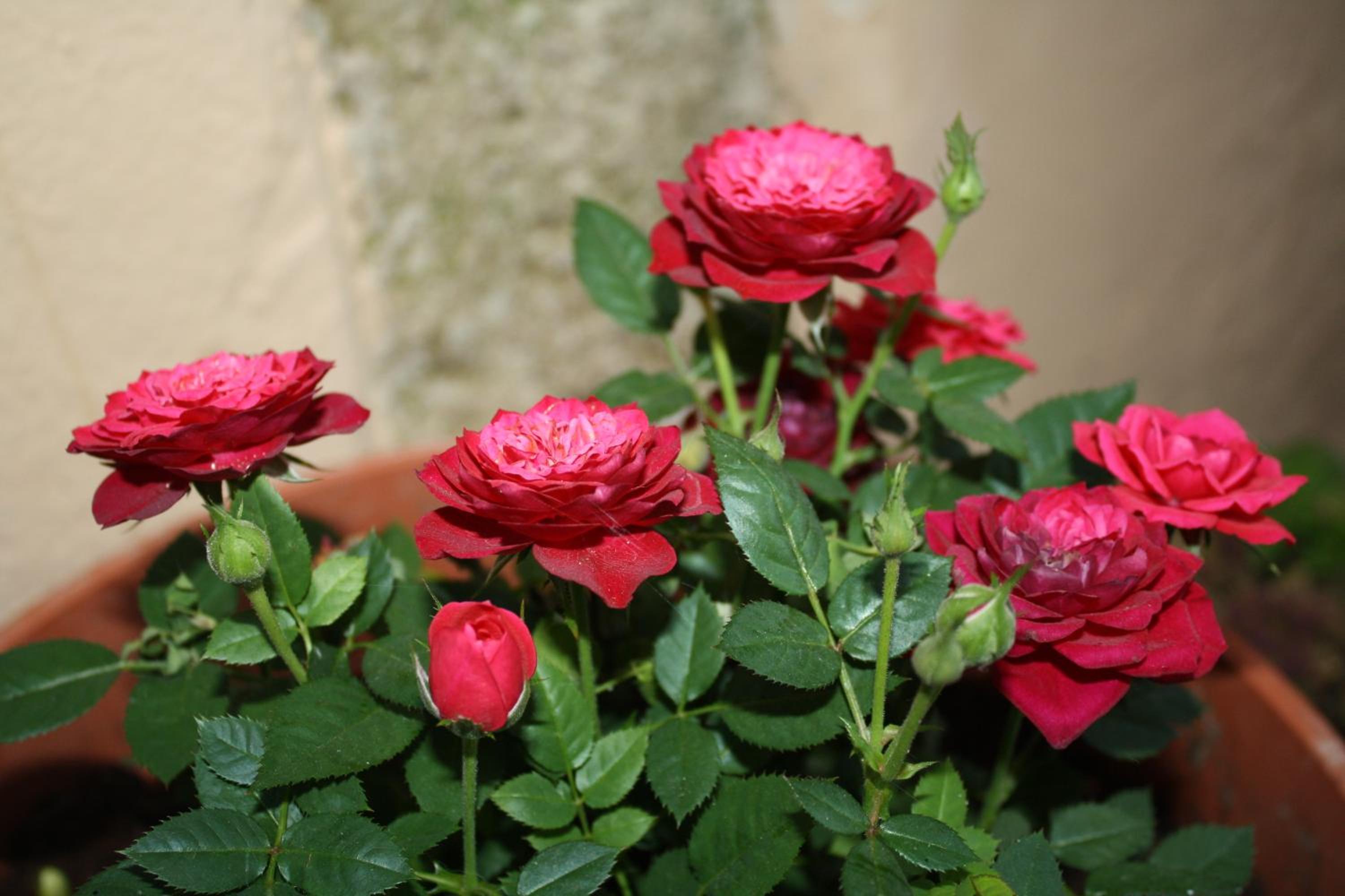 Photo 46