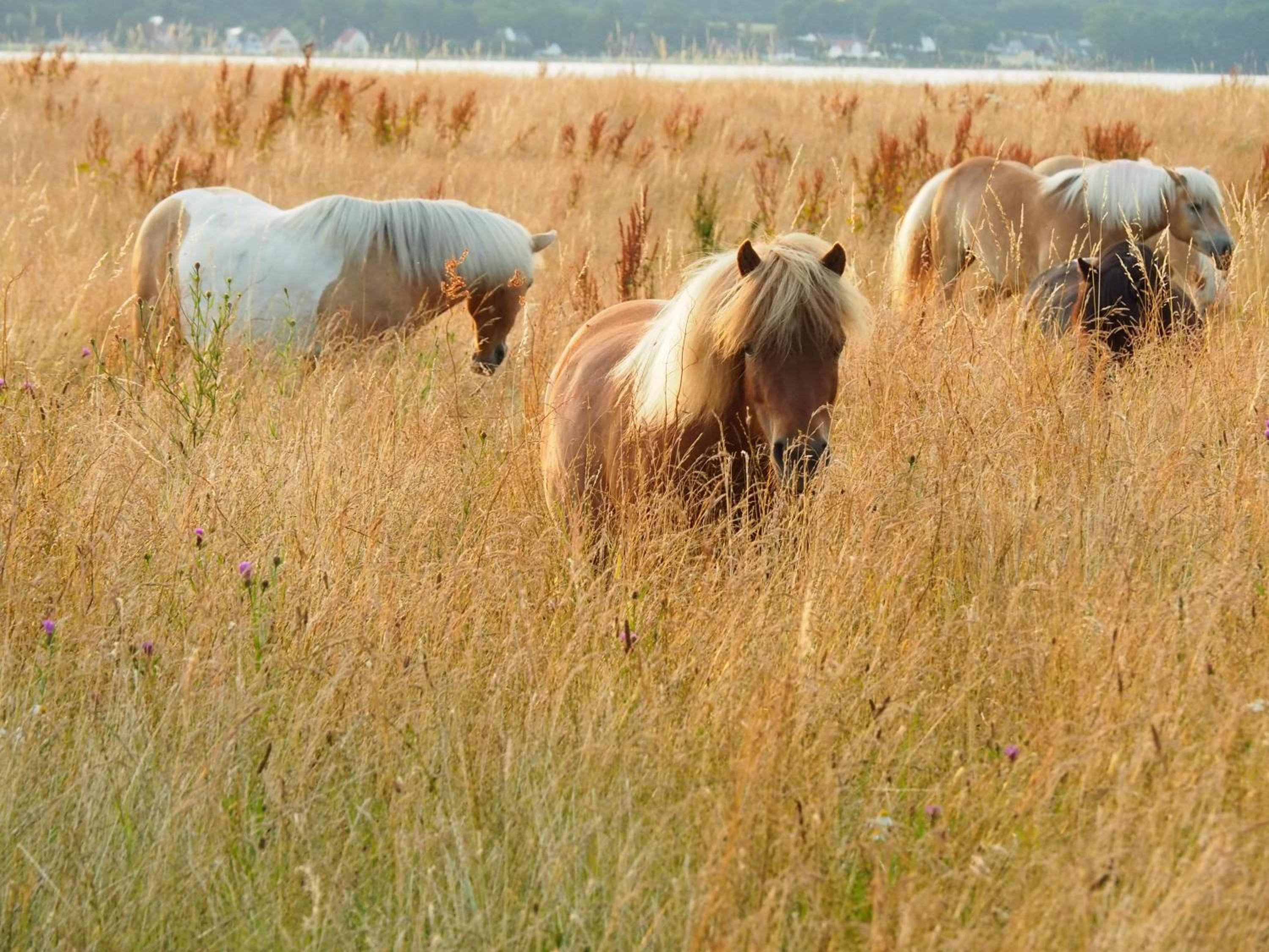 Strandhof Holnis