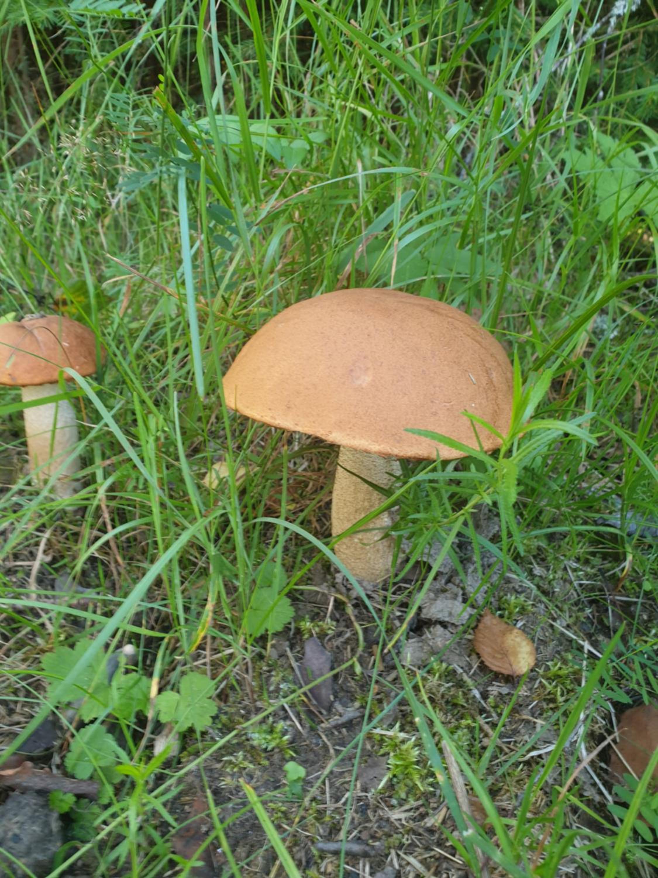 Guesthouse Nature Trails Sweden