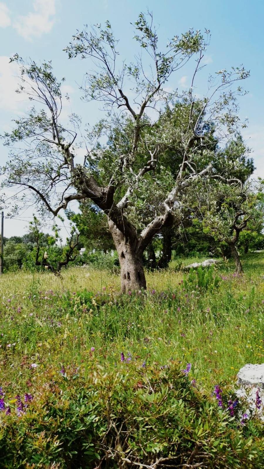Little trullo Lucia