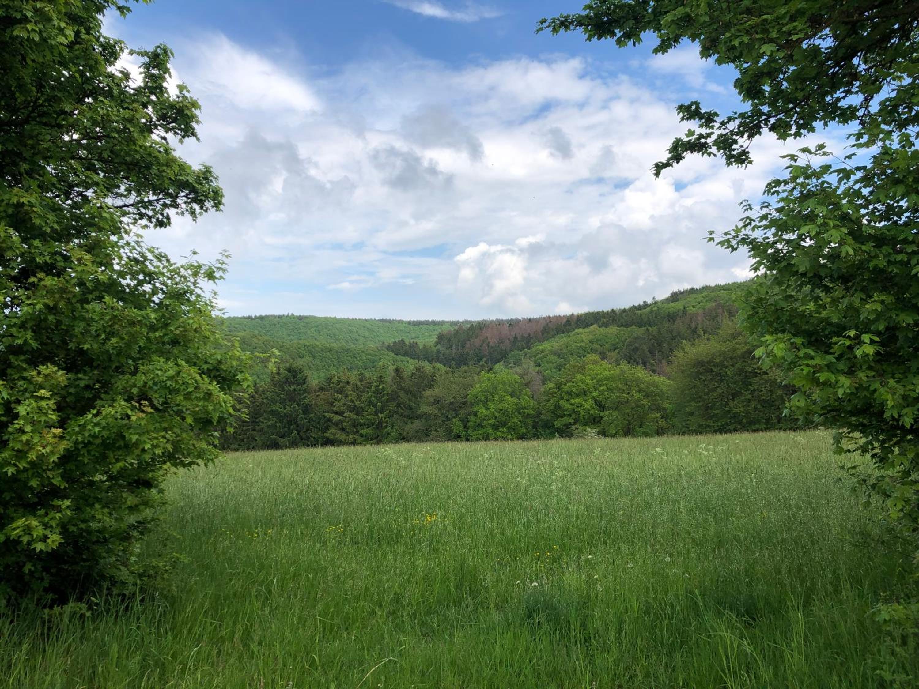 Ferienhaus Waldbaden im Nationalpark Eifel- am Bach