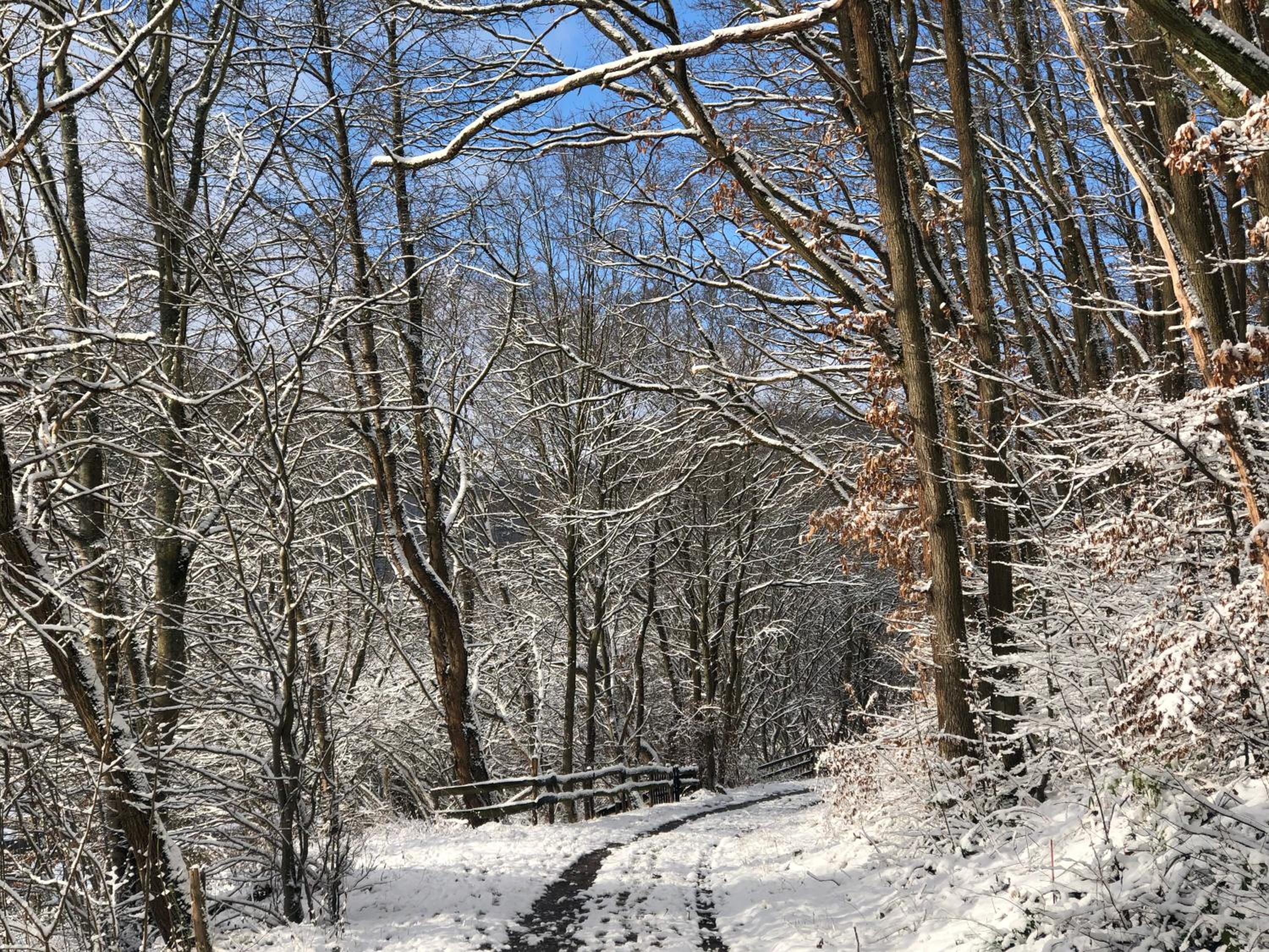 Ferienhaus Waldbaden im Nationalpark Eifel- am Bach
