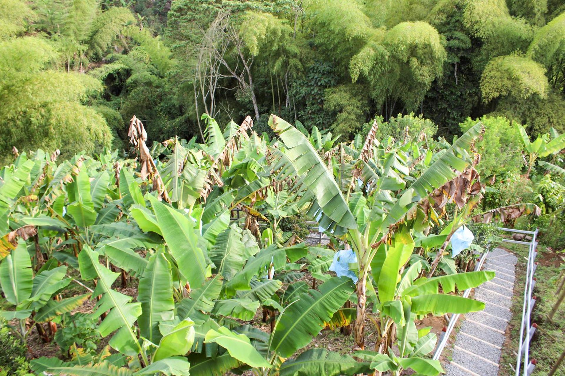Finca Villa Hermosa