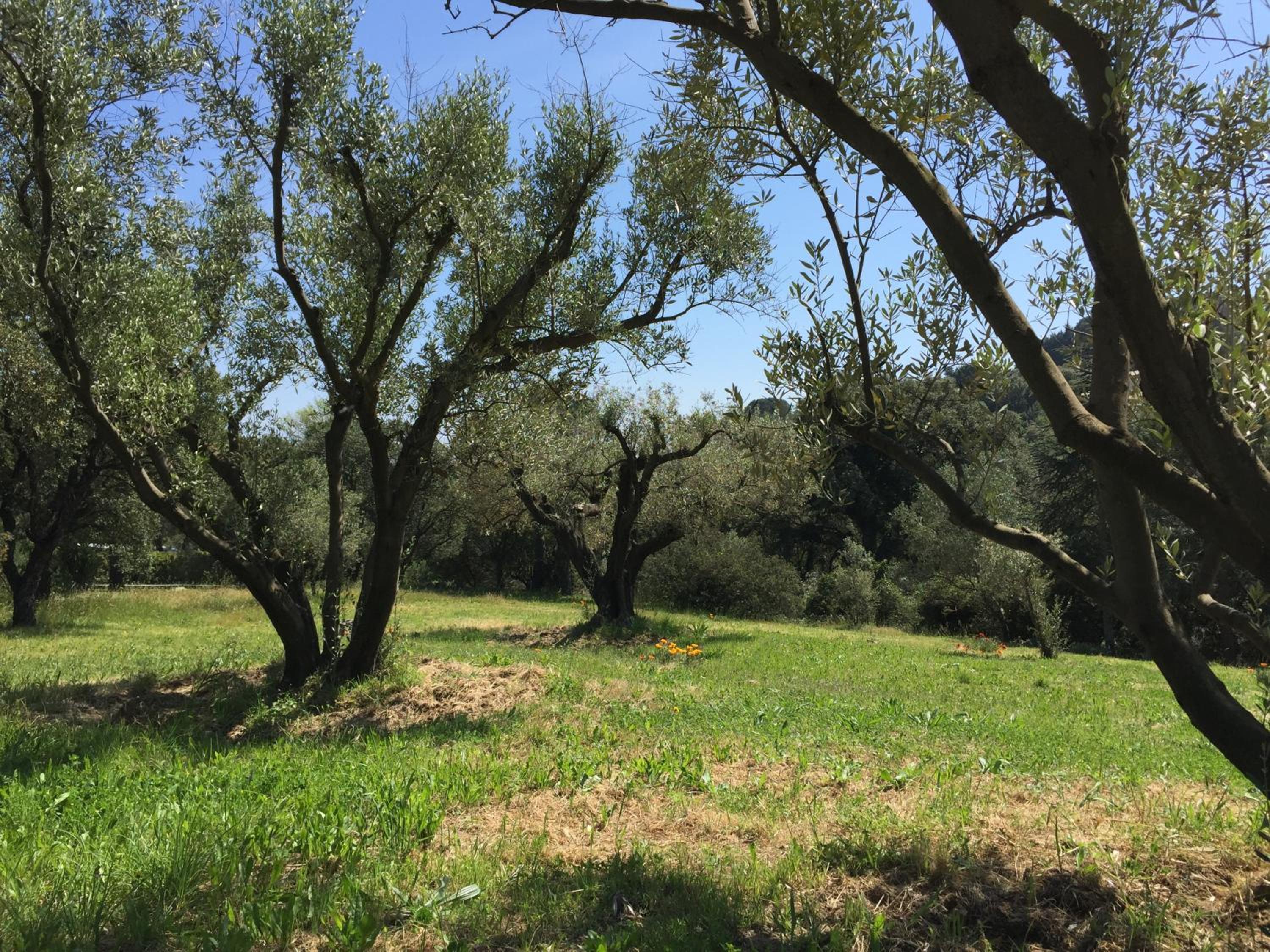 Domaine du Mas de Peyres, photo 13
