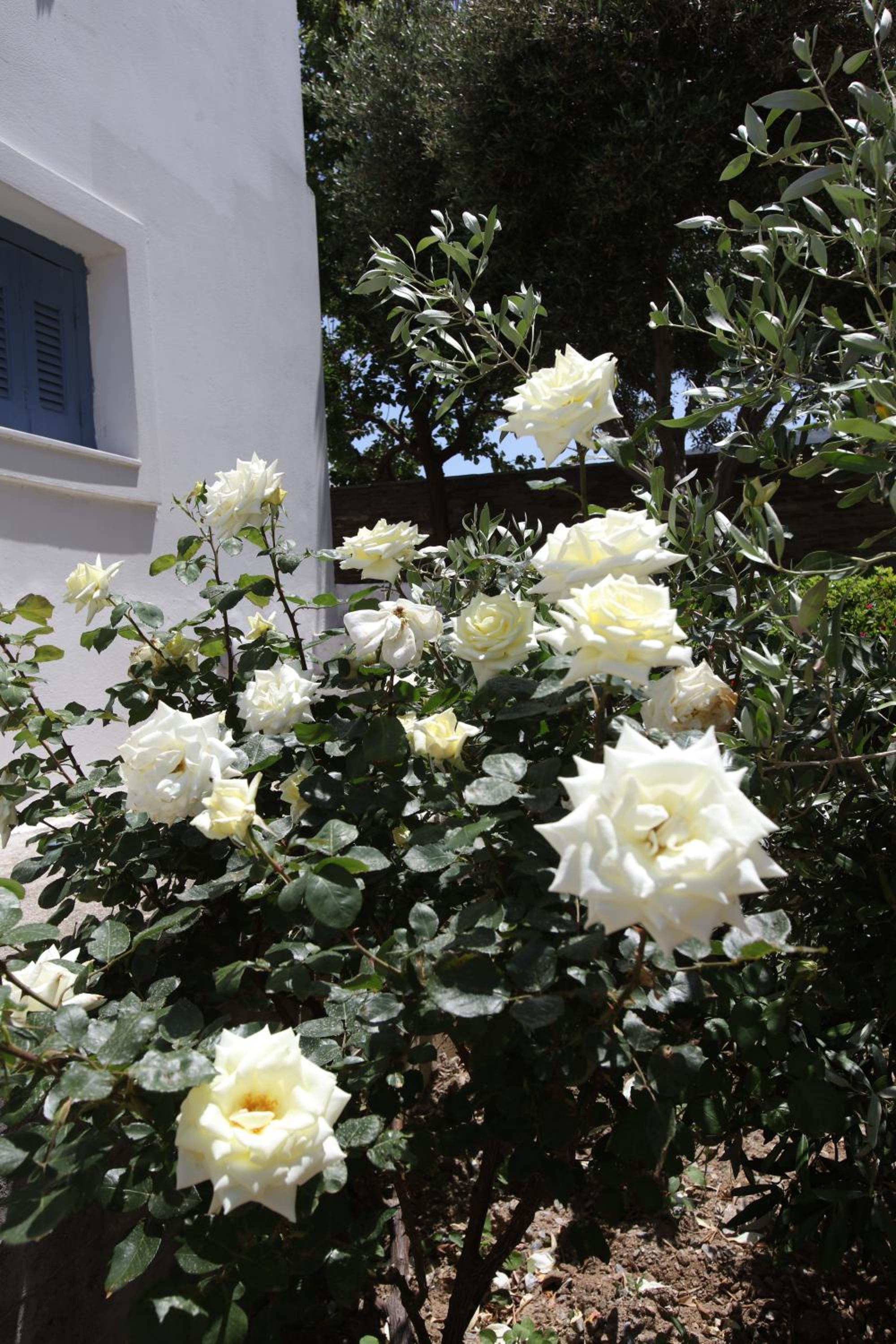 Photo 27