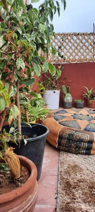Moroccan Family House