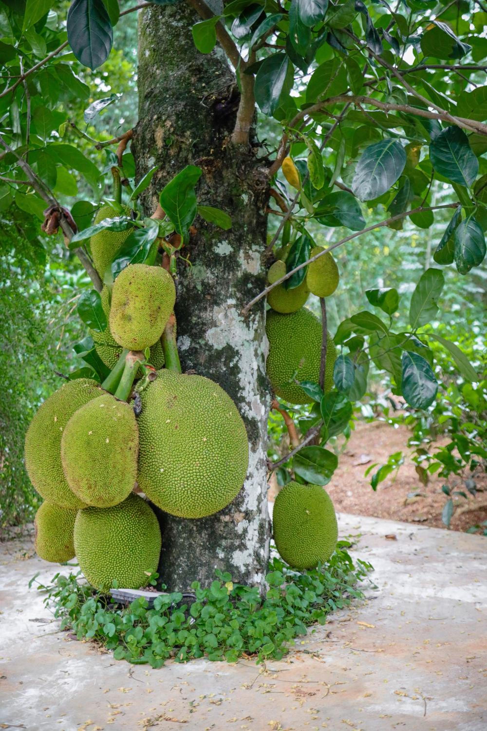 Tranquilisle