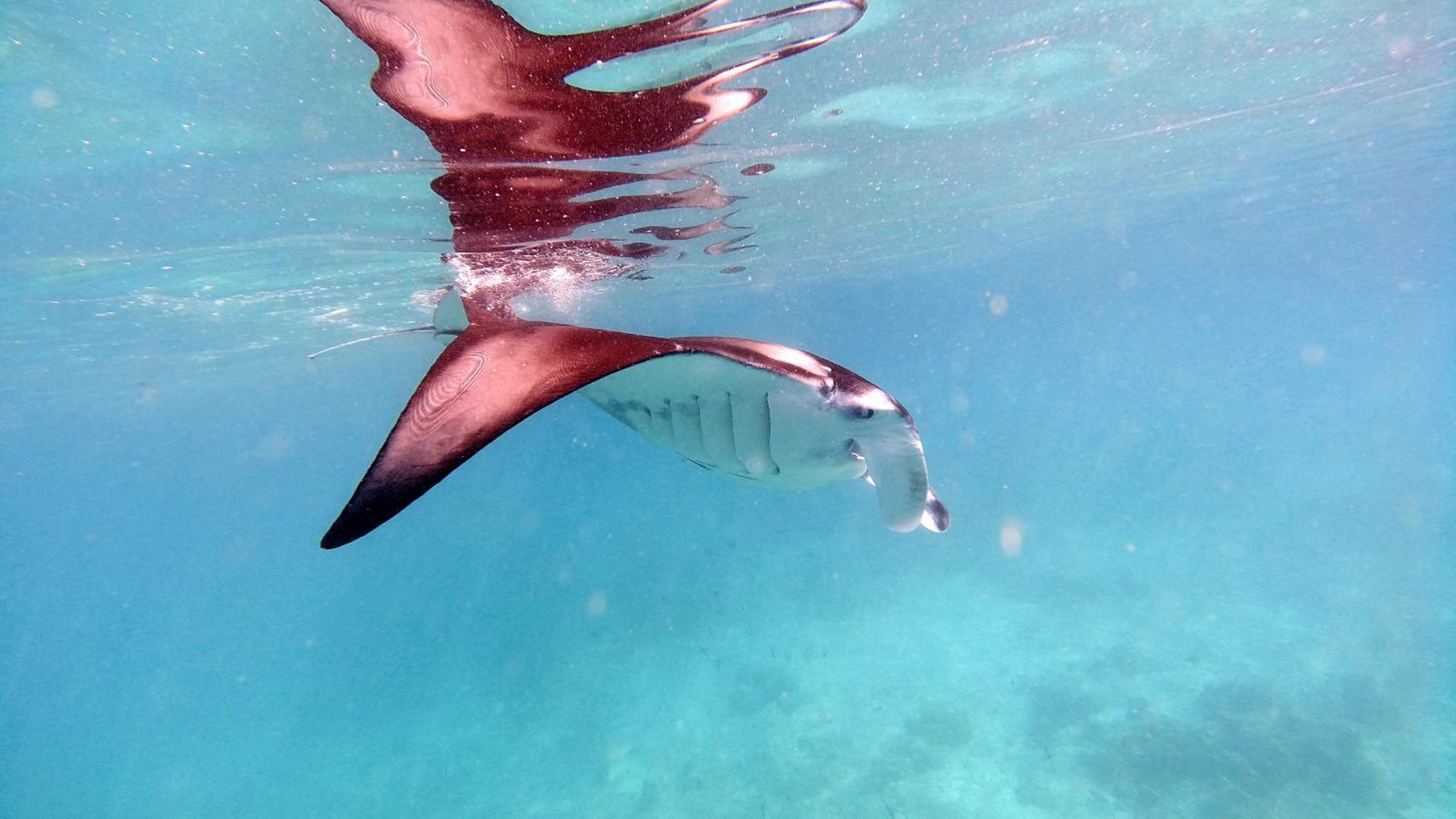 Jerrys Dive Lodge Rasdhoo