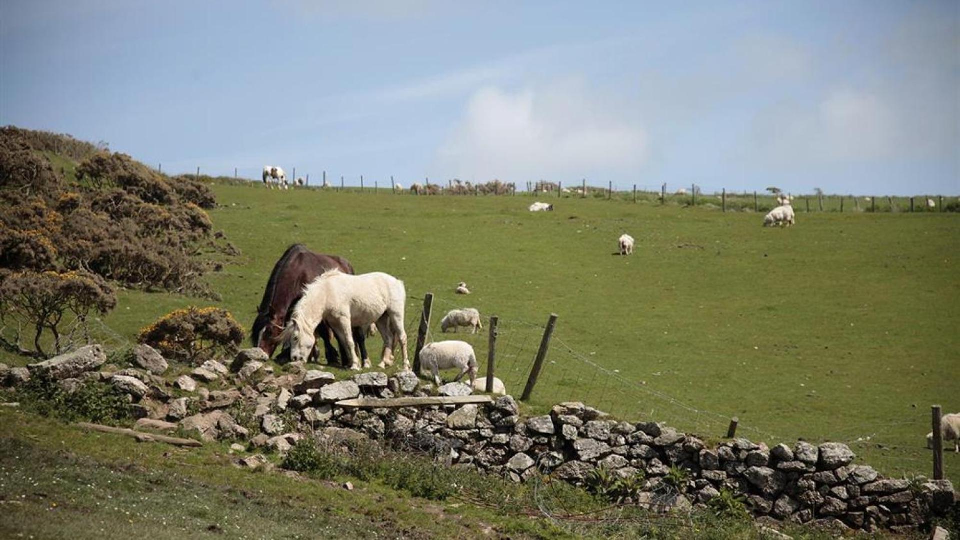 Glebe Farm