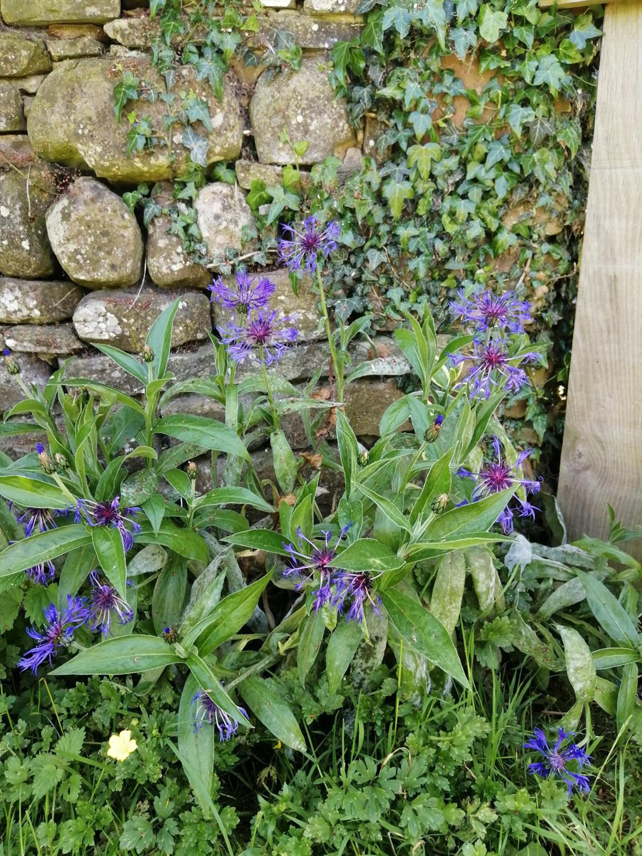 Photo 42