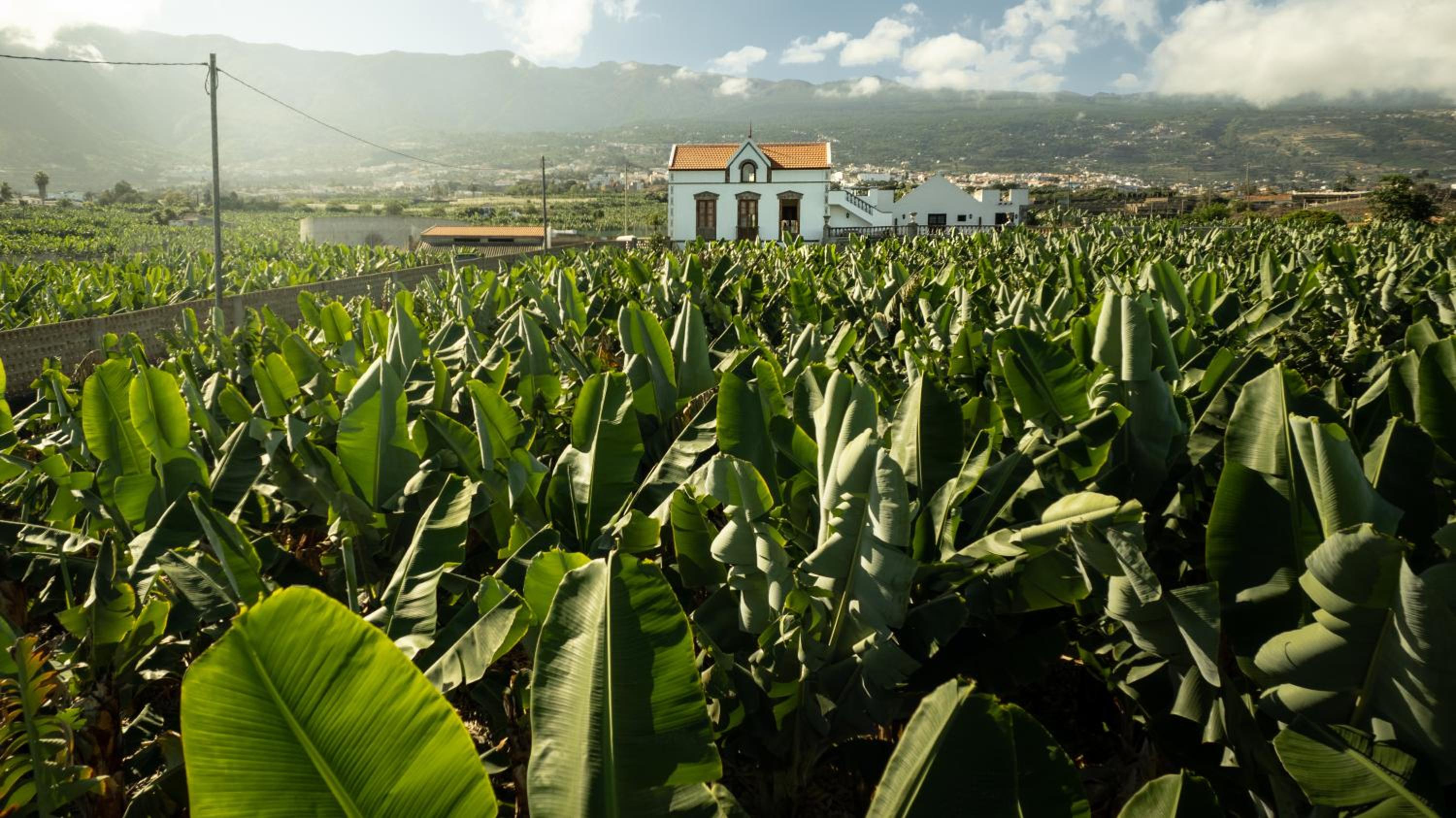 Hacienda Los Orovales