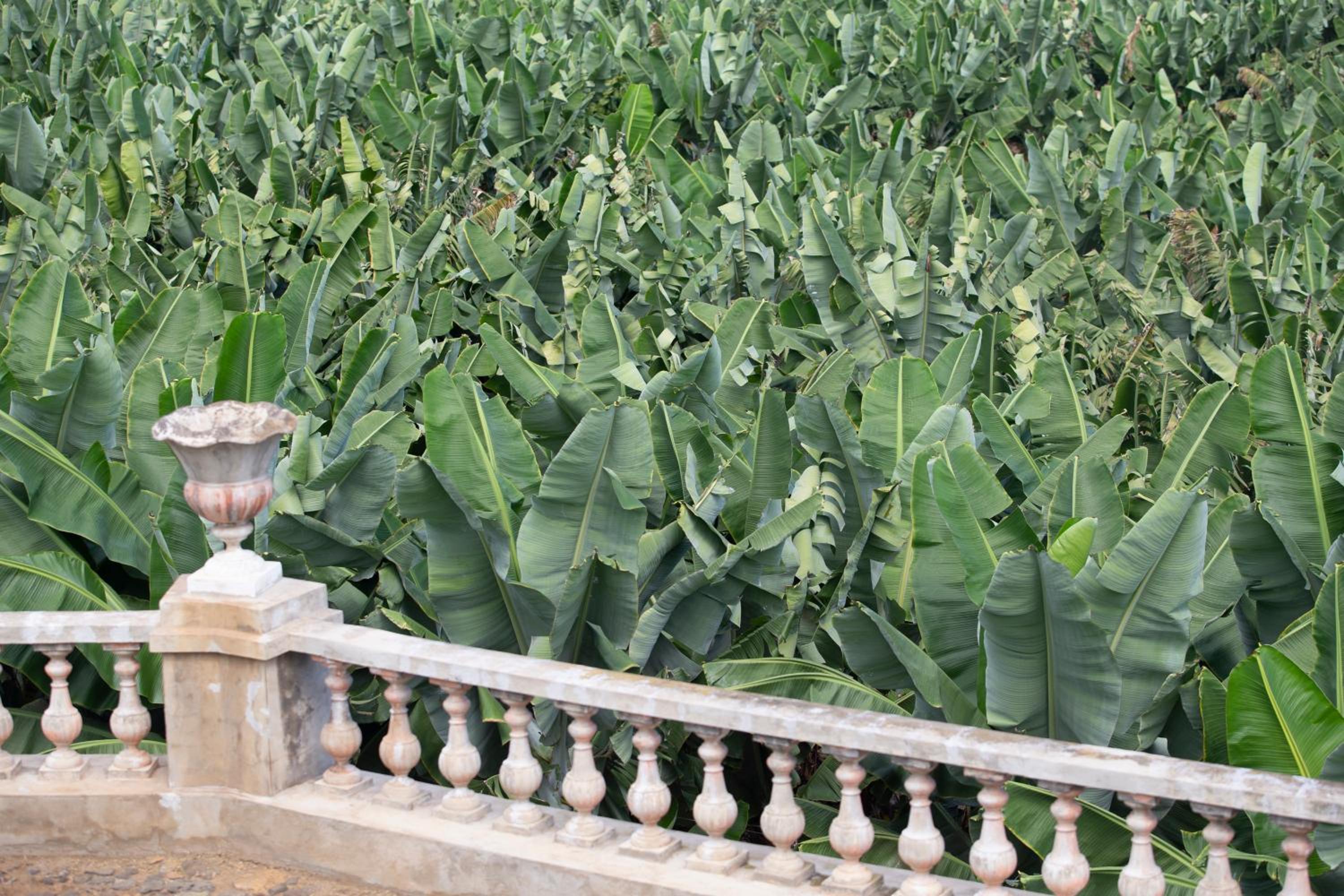 Hacienda Los Orovales