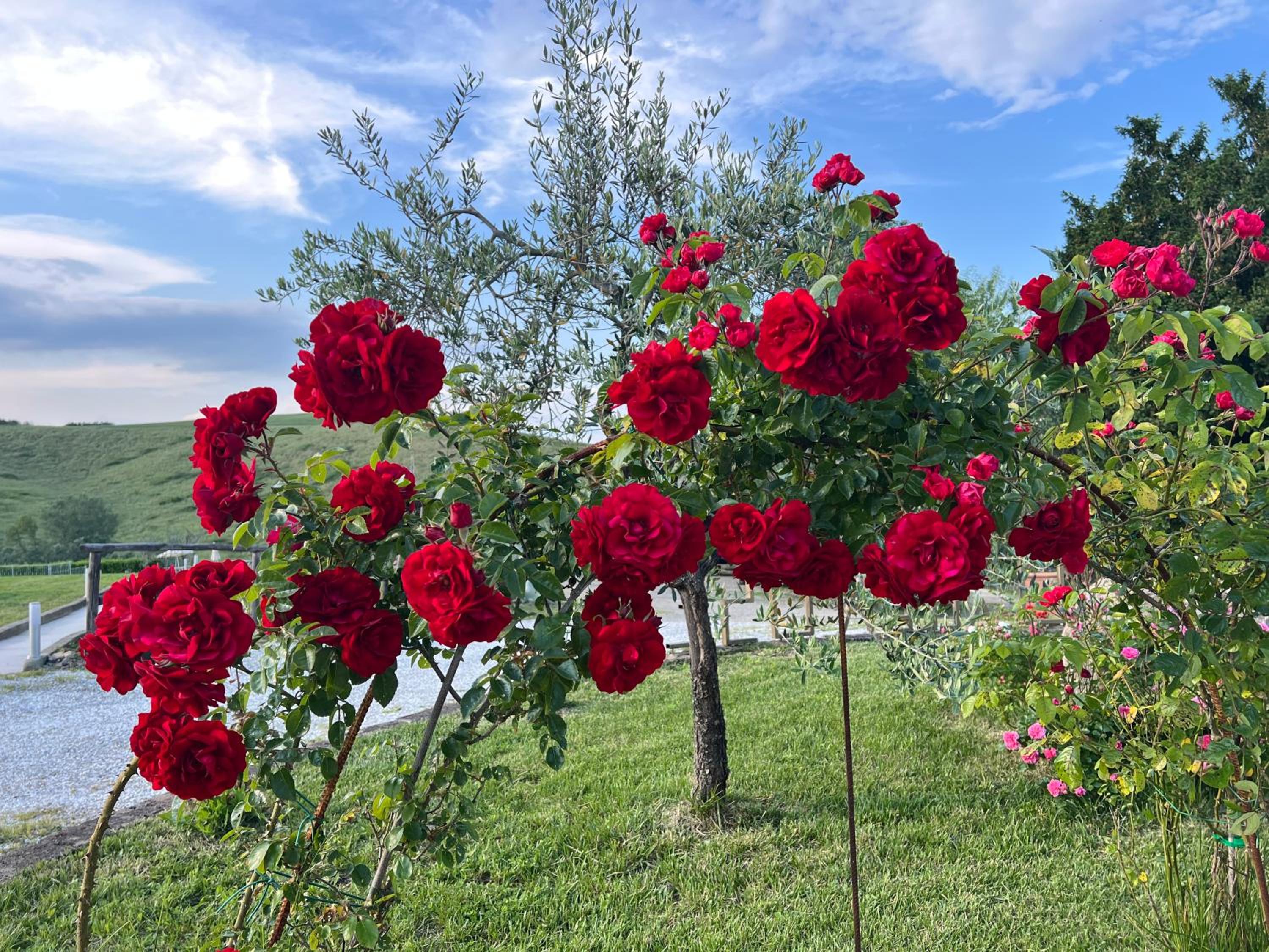 Masso alle Rose di Santarsiero Serena view 2