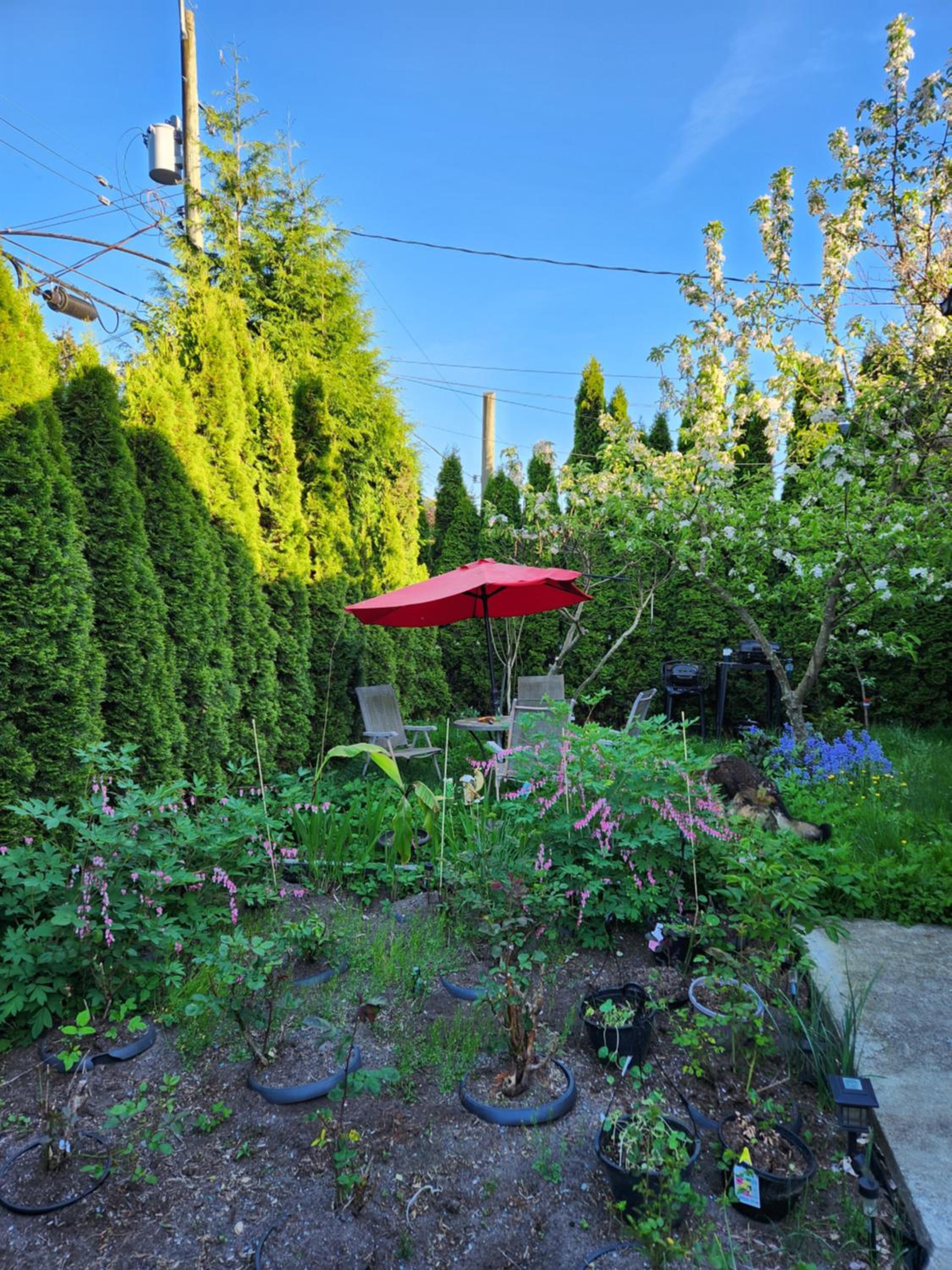 Surrey chic 2 bdrm basement unit view 3