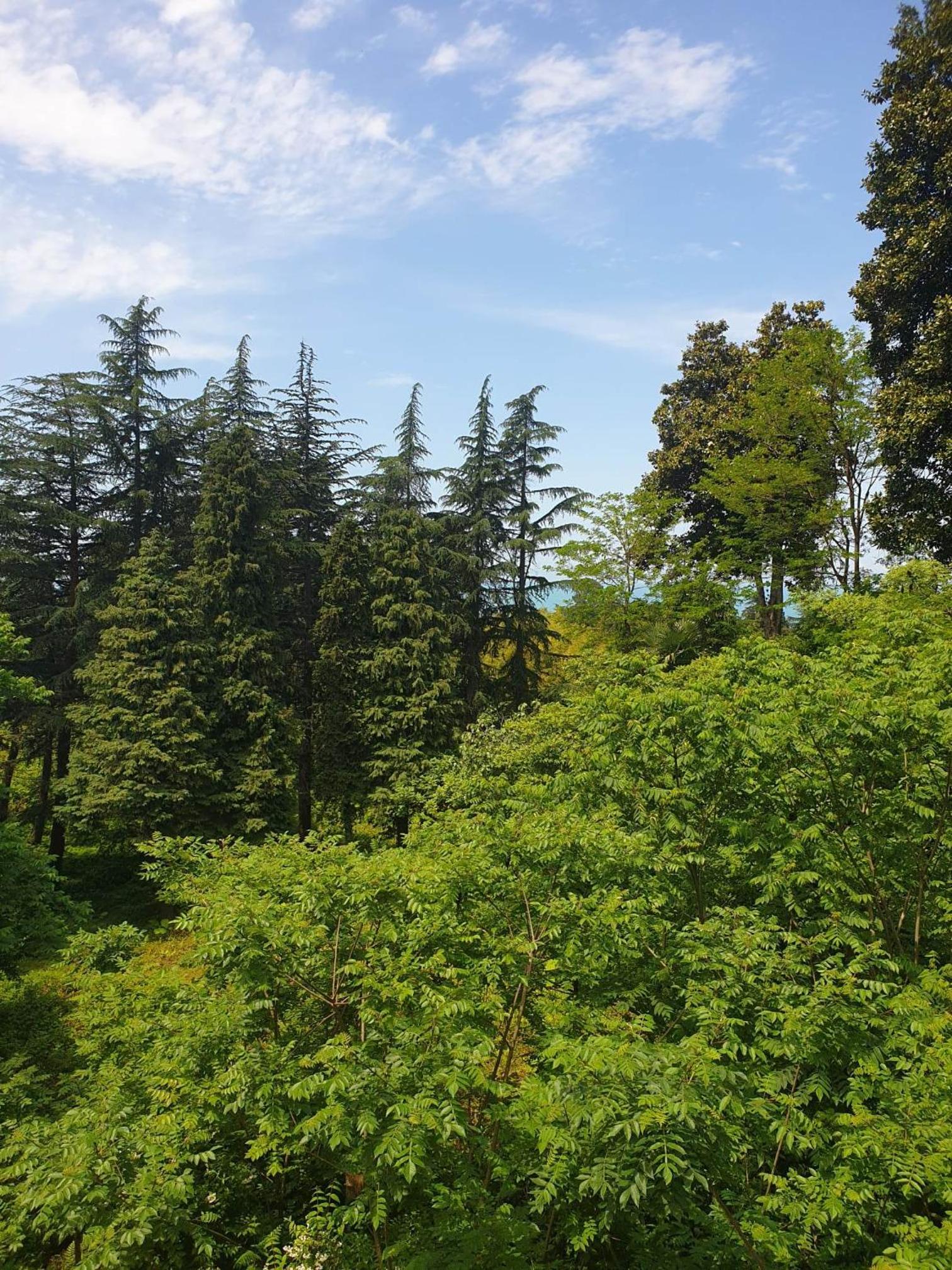 Green paradise