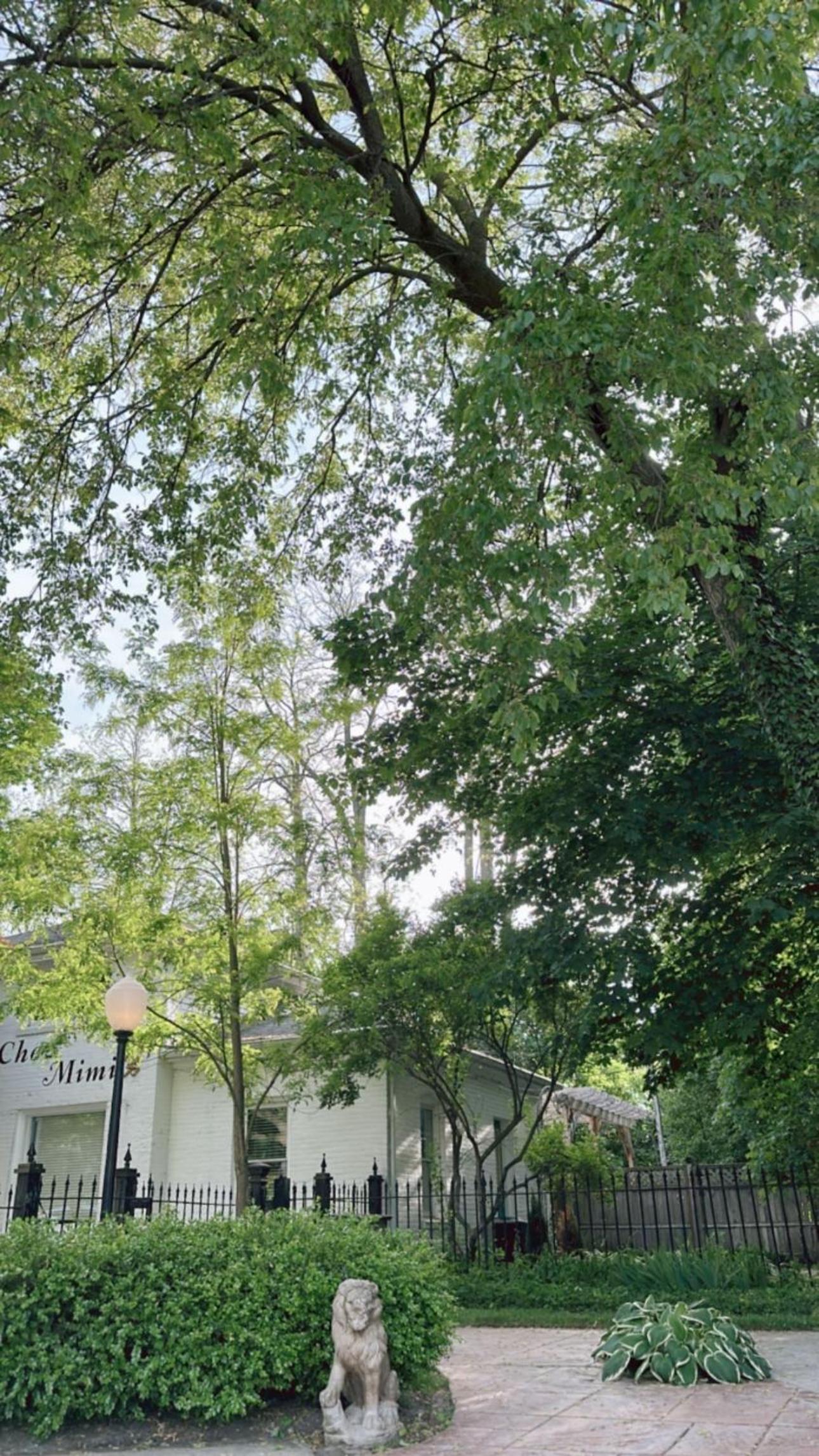 The Ginkgo Tree