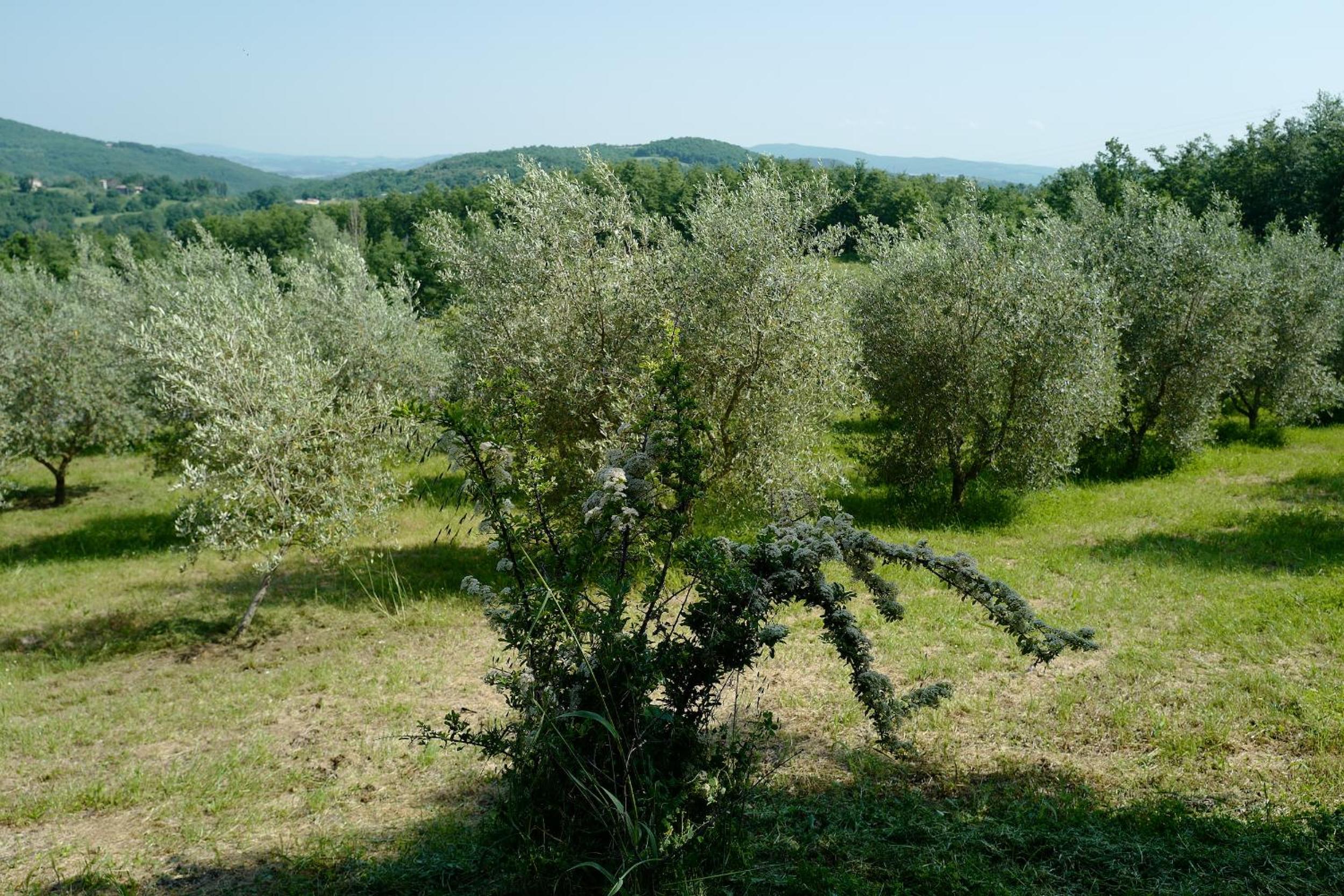 Photo 25