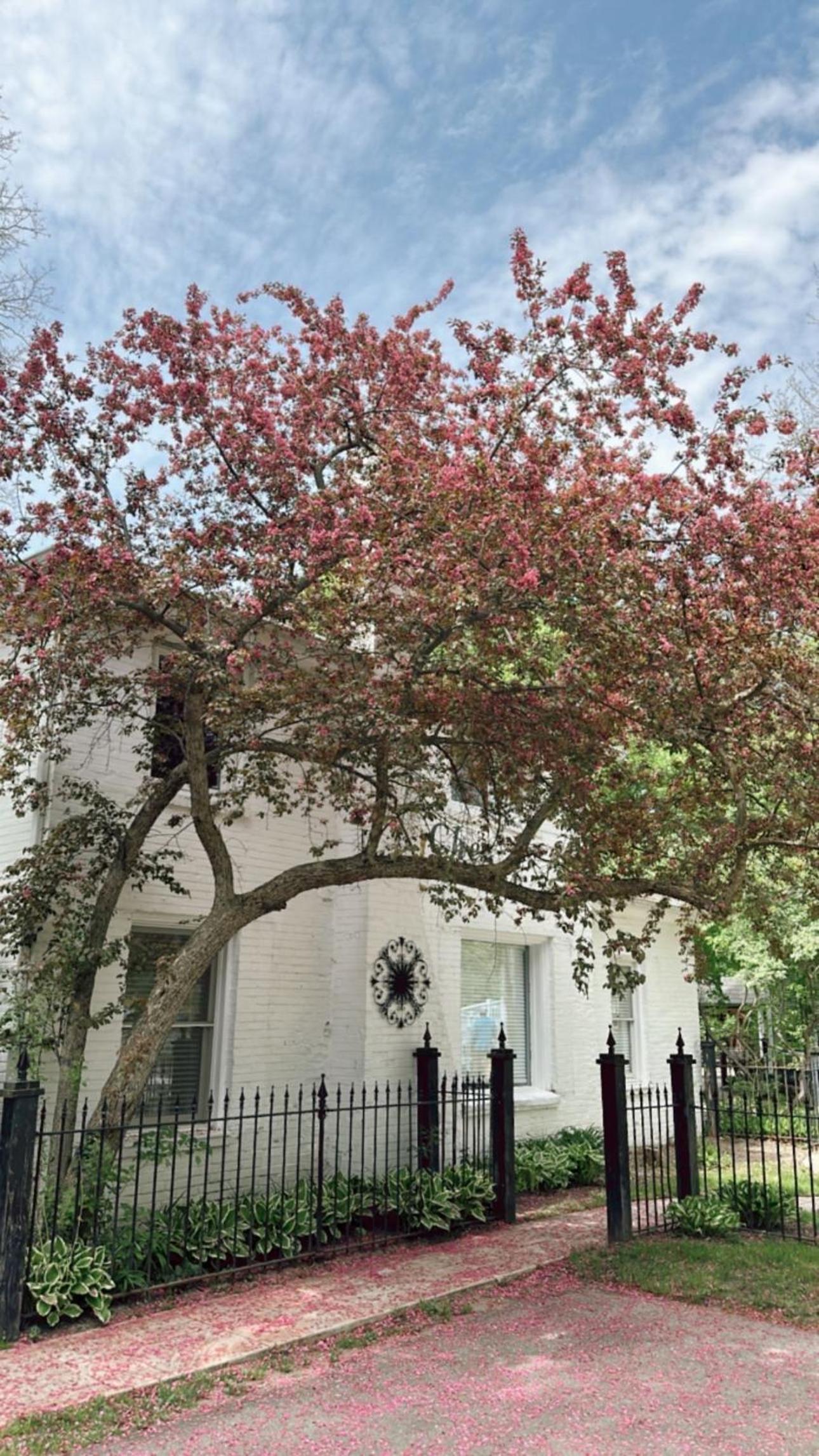 The Ginkgo Tree