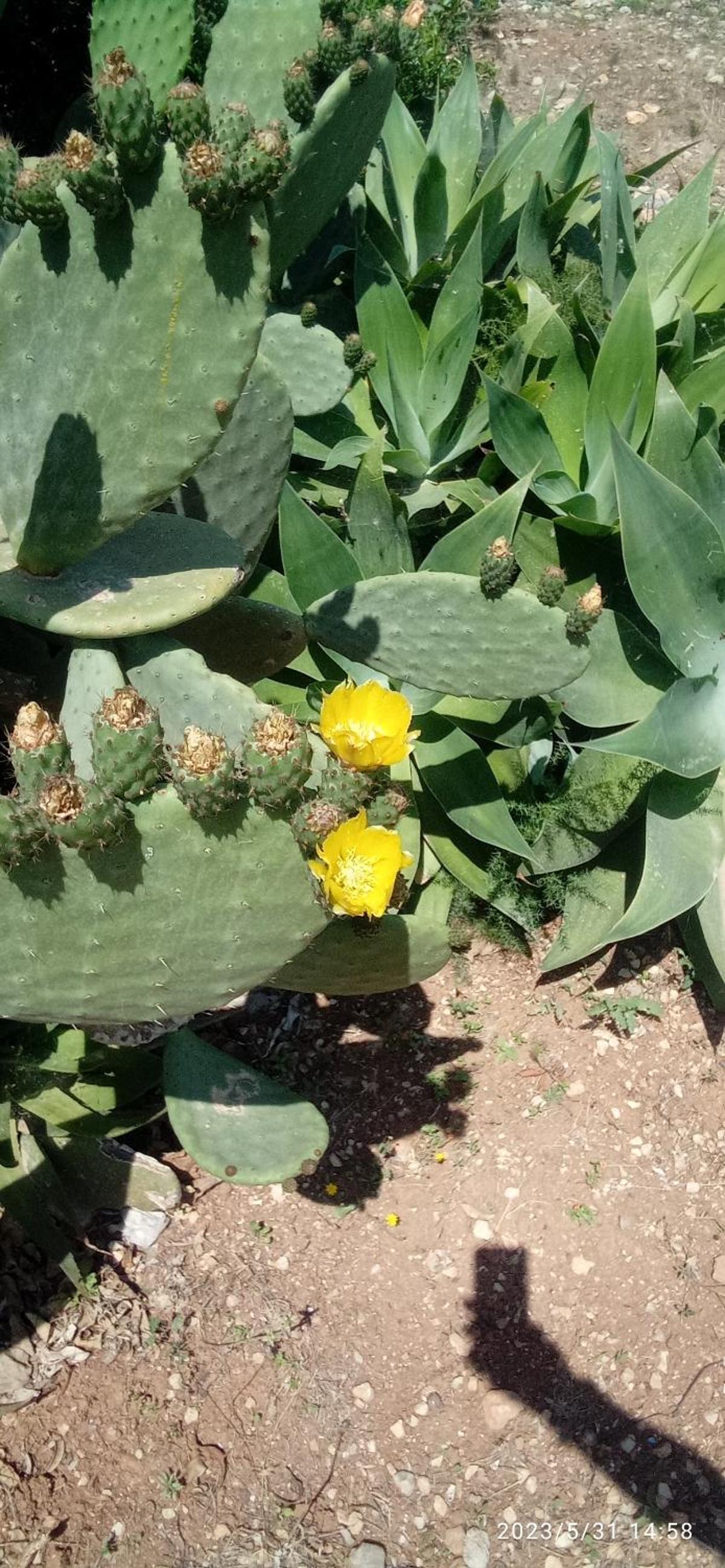 Photo 29