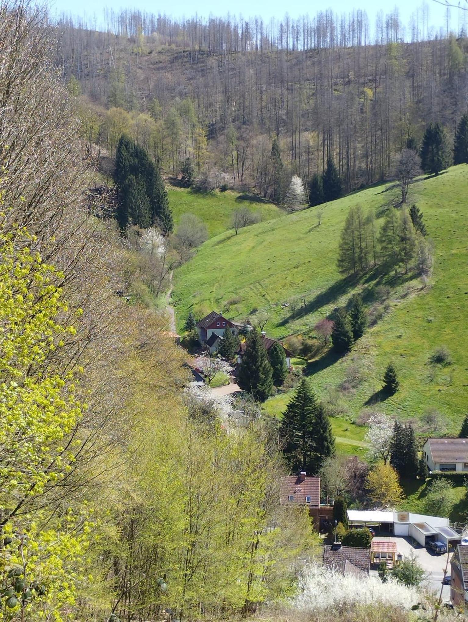 Olifant in Osterode