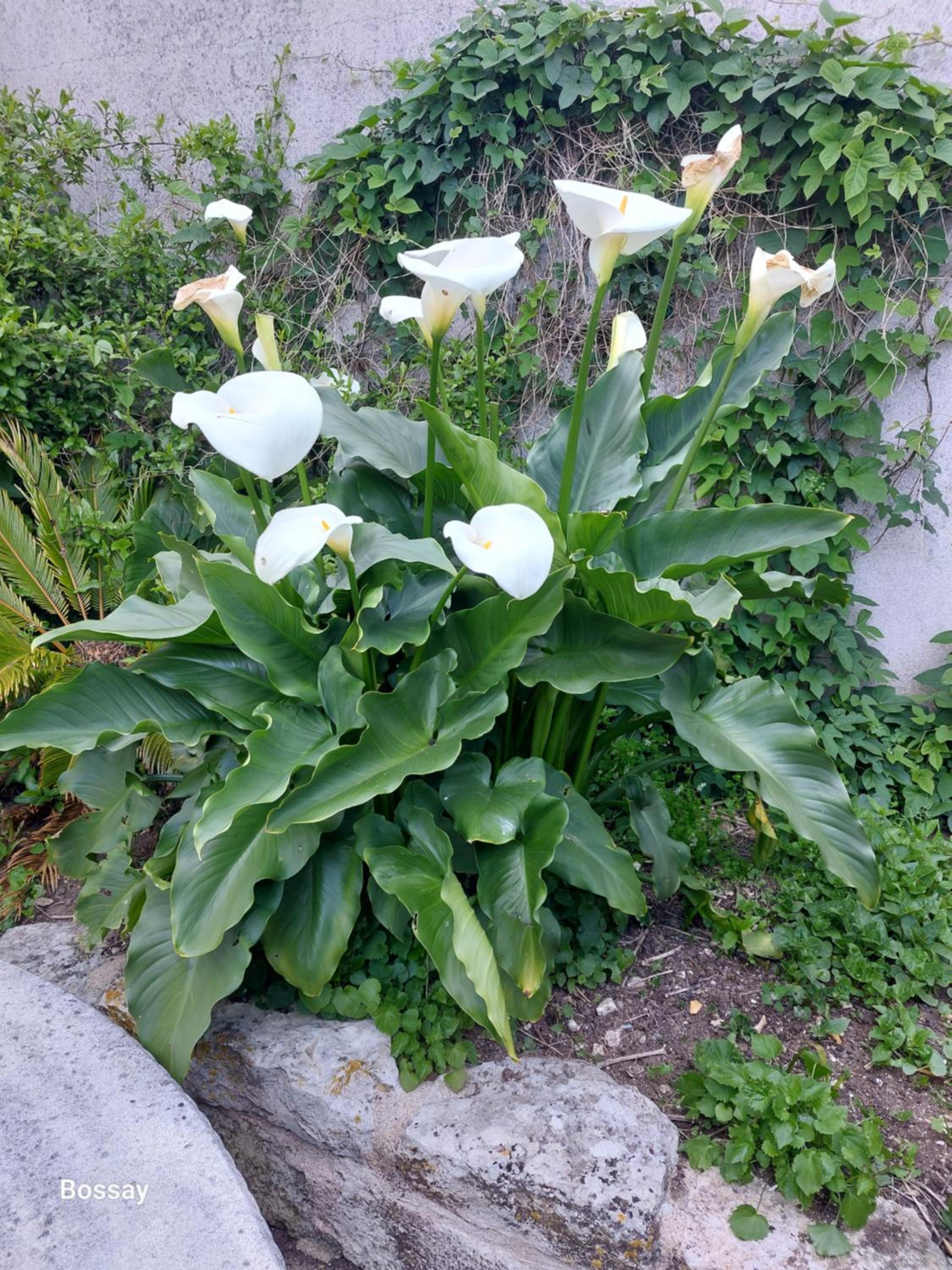 Photo 43