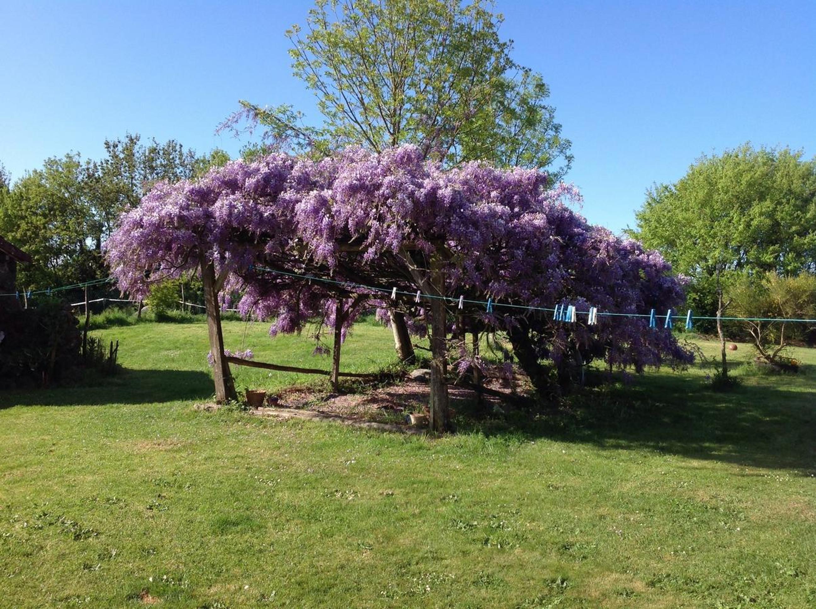 Wisteria House