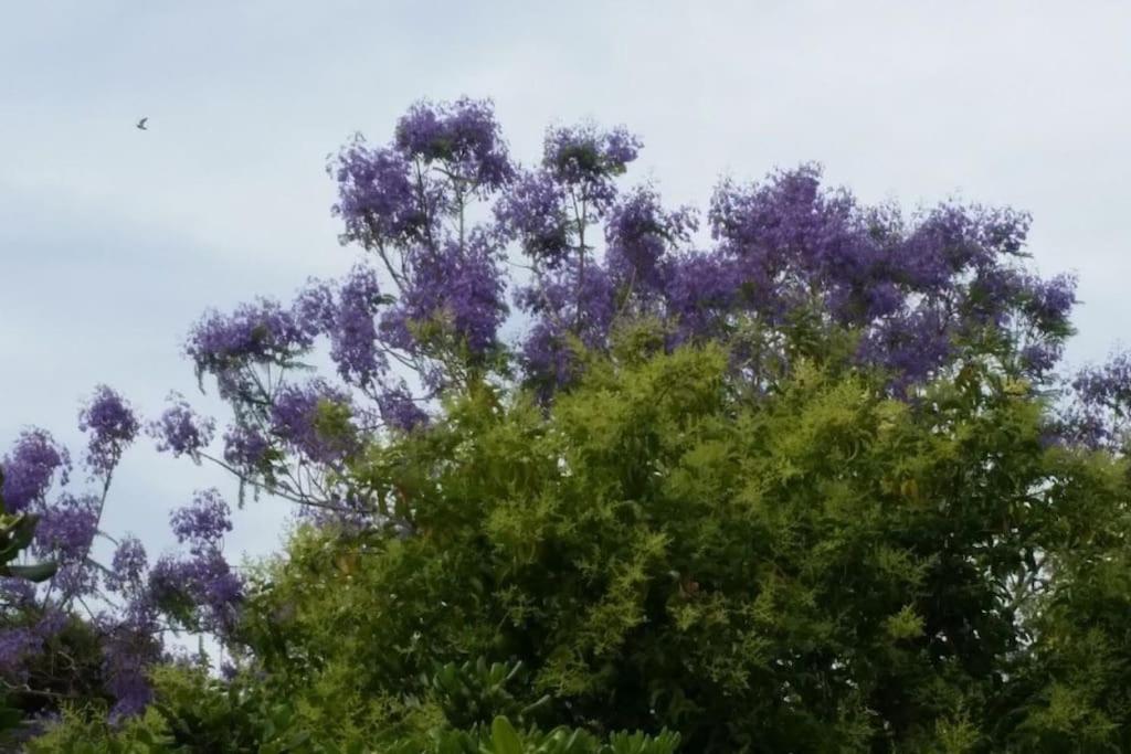 Casetta Jacaranda