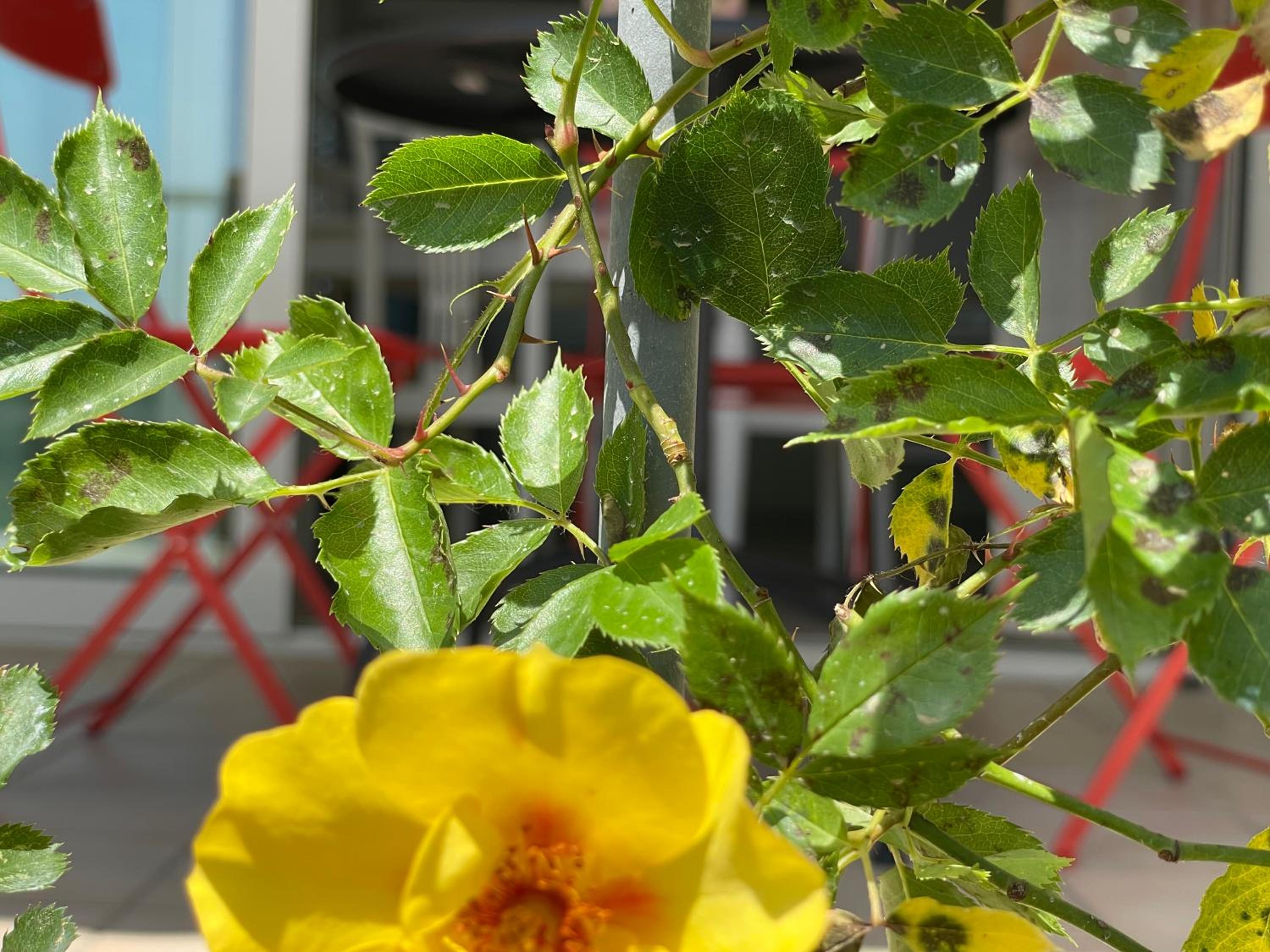 other