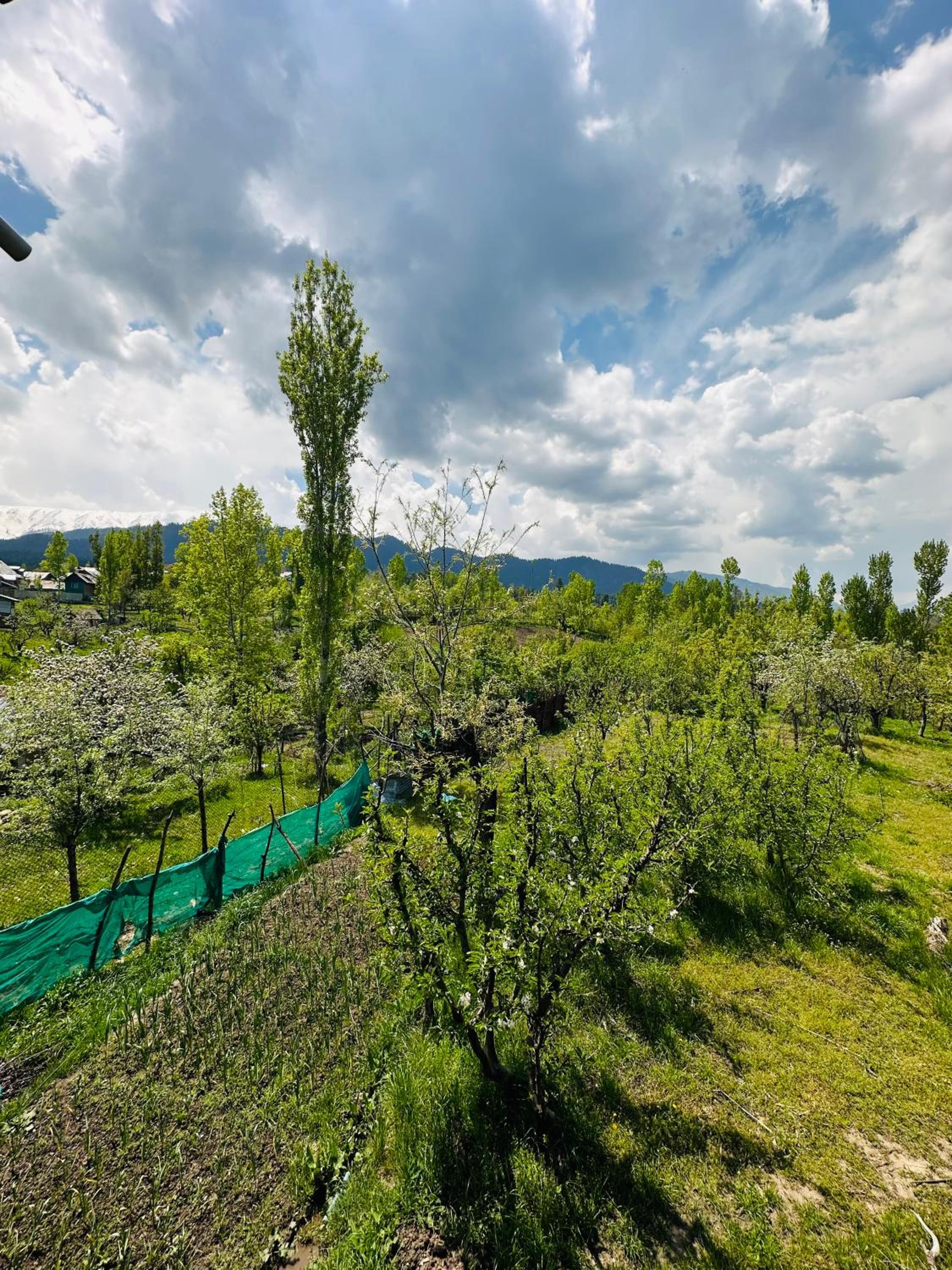 Sheen Homestay