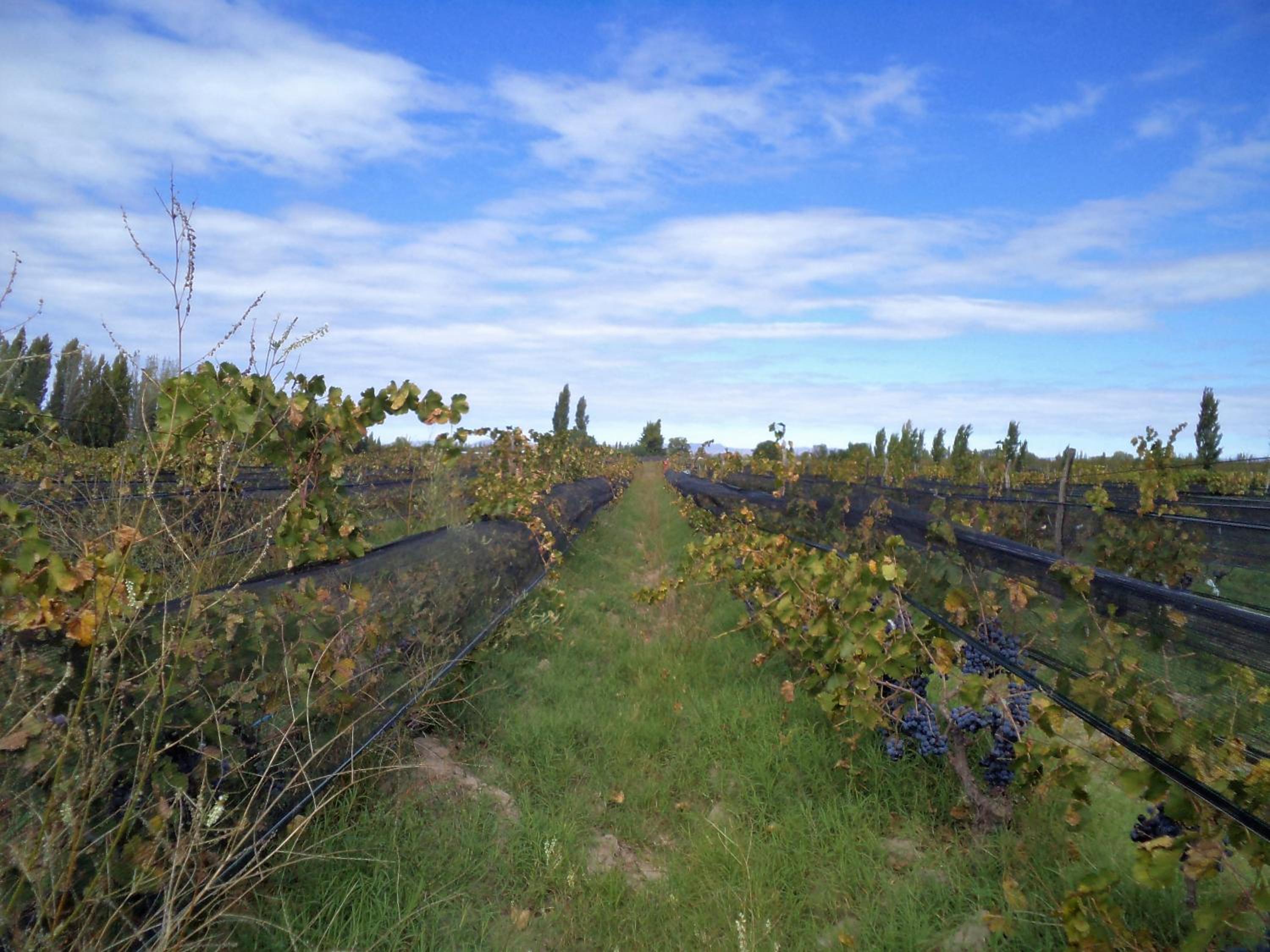 Finca Los Racimos - Casa Bonarda