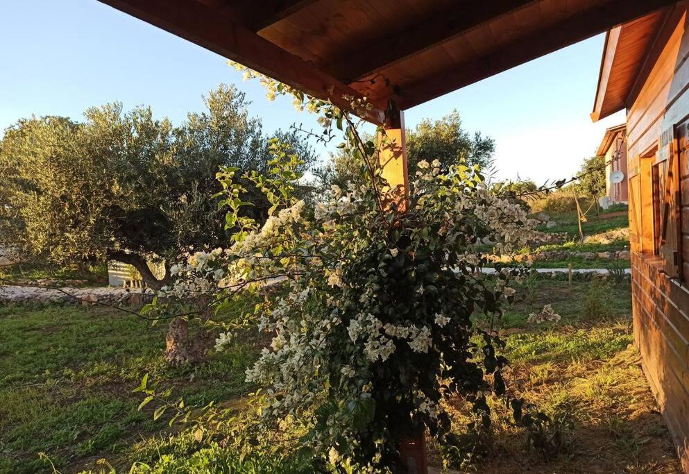 Oikos Wooden Retreat