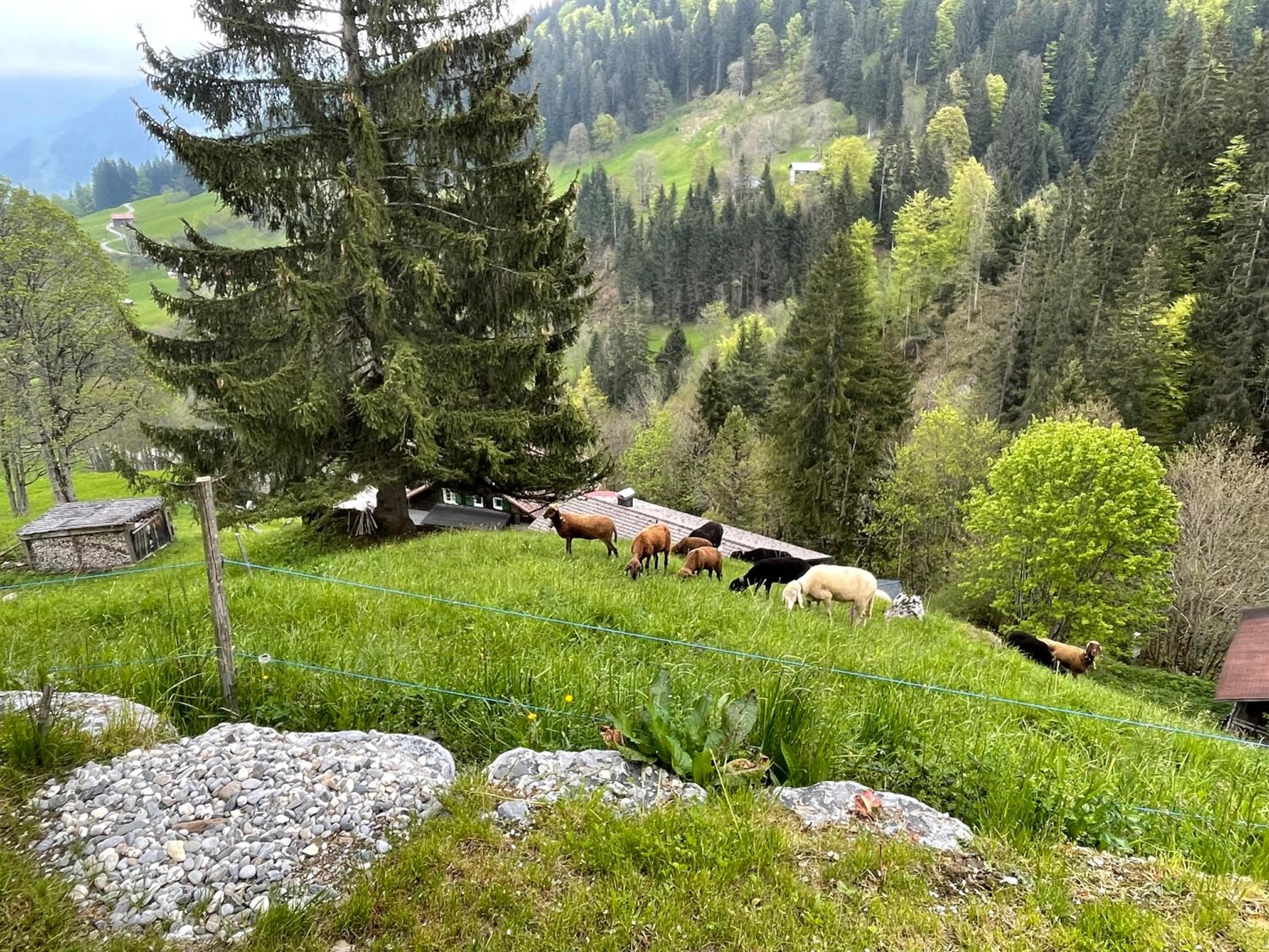 Alpenchalet Piz Hüsli