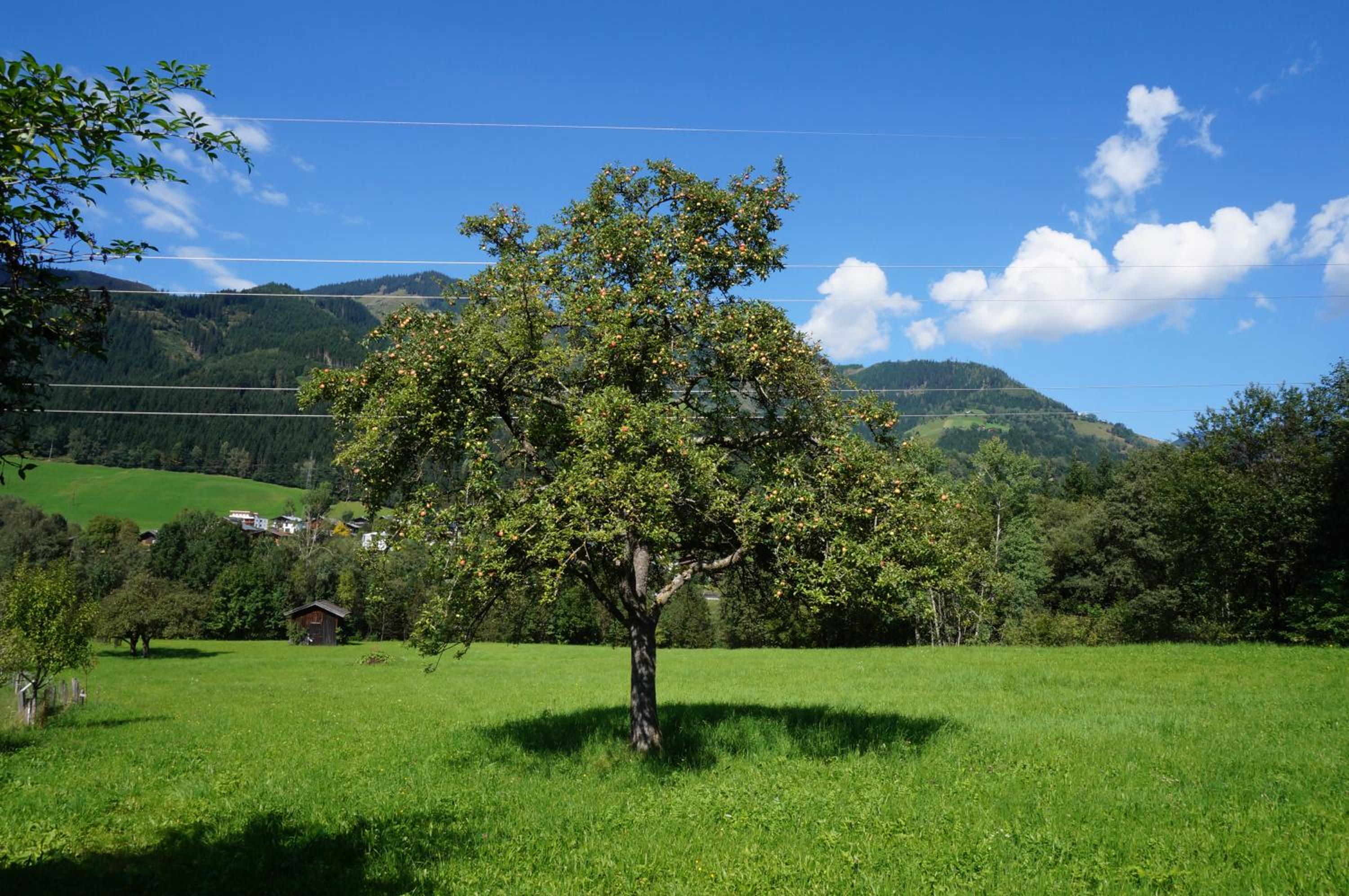 Schmiedhäusl