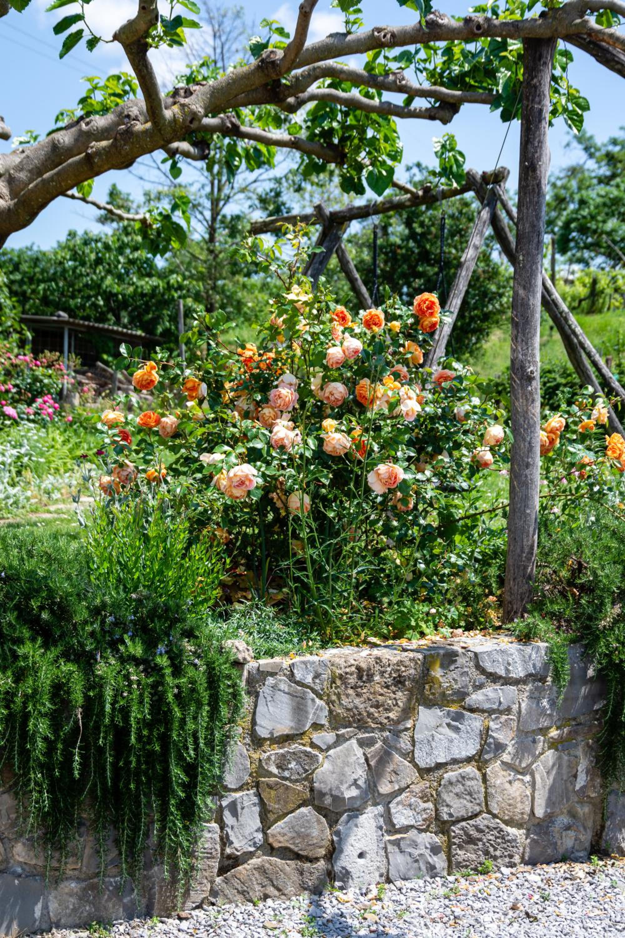Rooms&Vinery Bregovi - Sobe in vinska klet Bregovi view 3